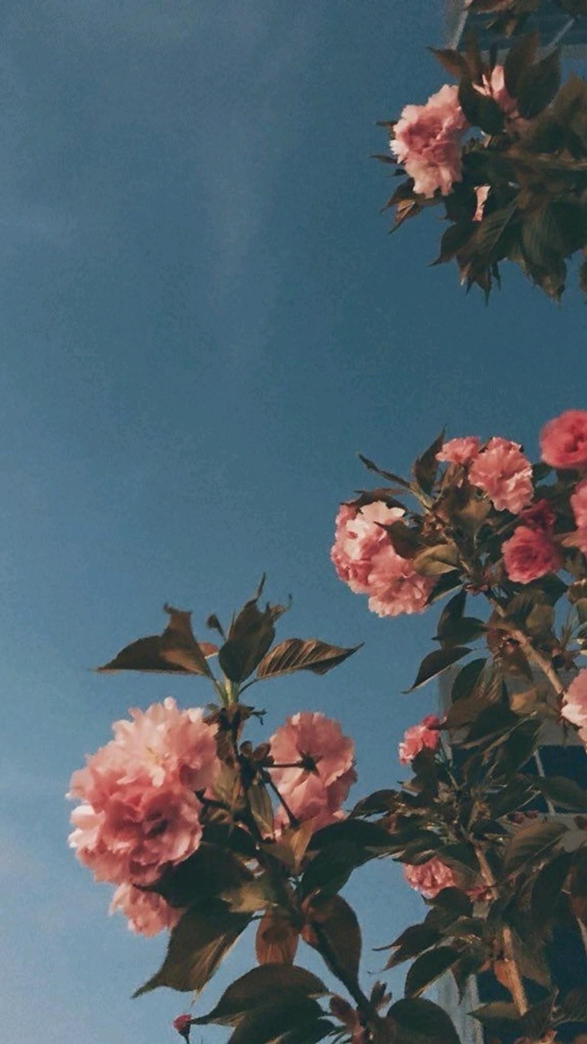 Aesthetic iPhone 7 Wallpaper