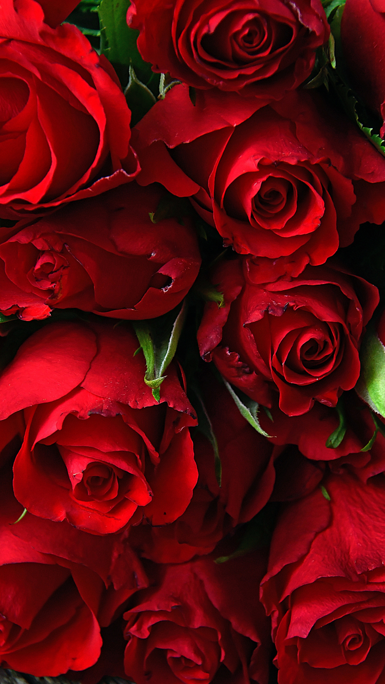 Download wallpaper 750x1334 rose, fresh