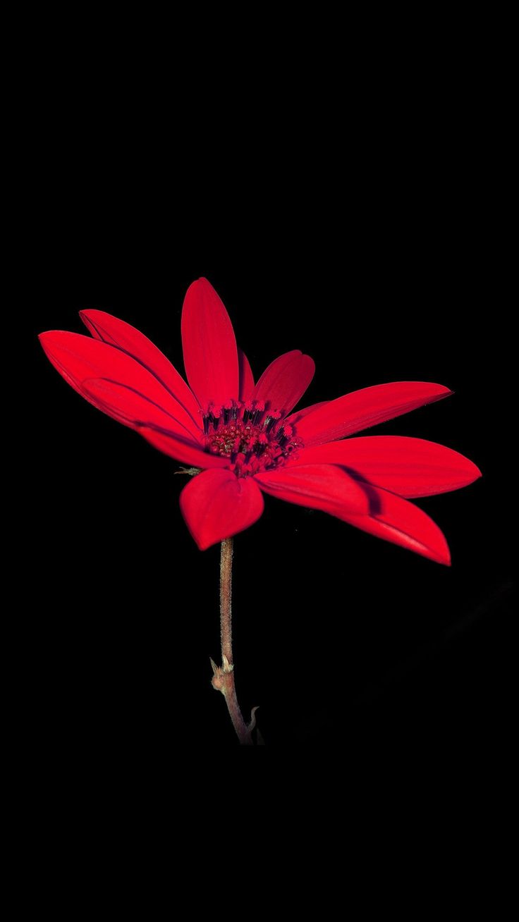 Flower Red Nature Art Dark Minimal
