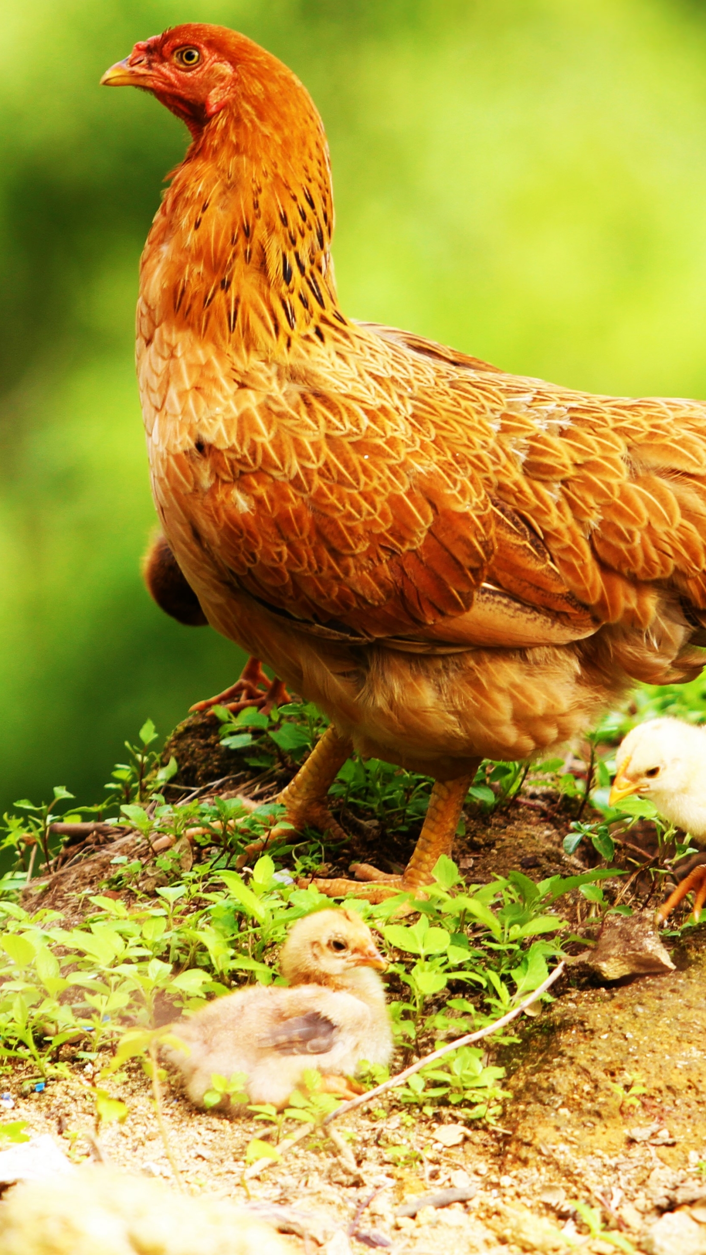 Chicken Phone Wallpaper