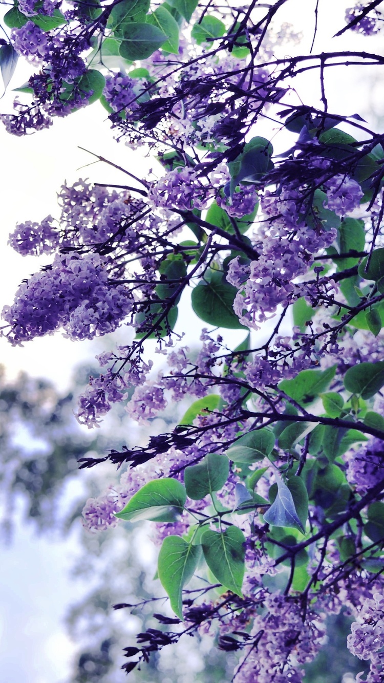 Lilac Flowers Tree iPhone 6