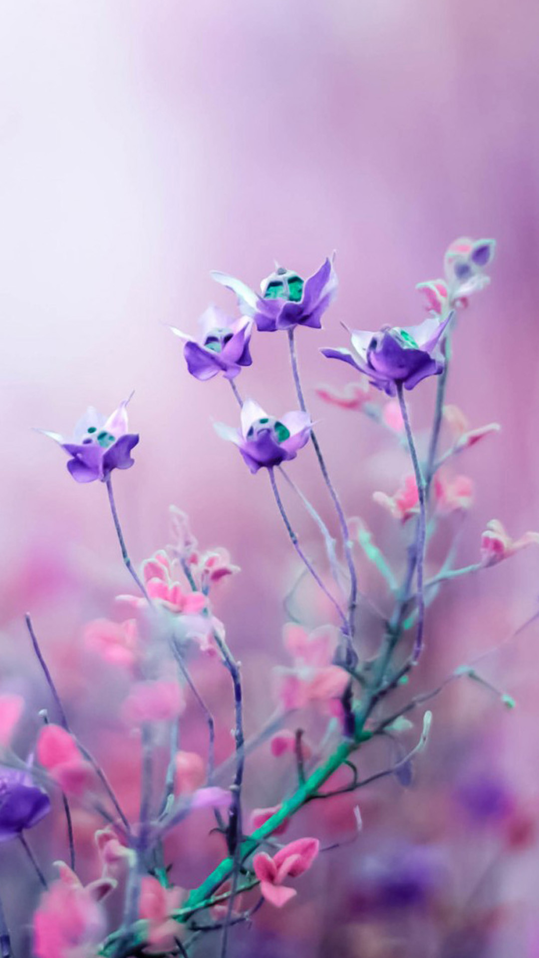 Purple Flower Wallpaper For IPhone