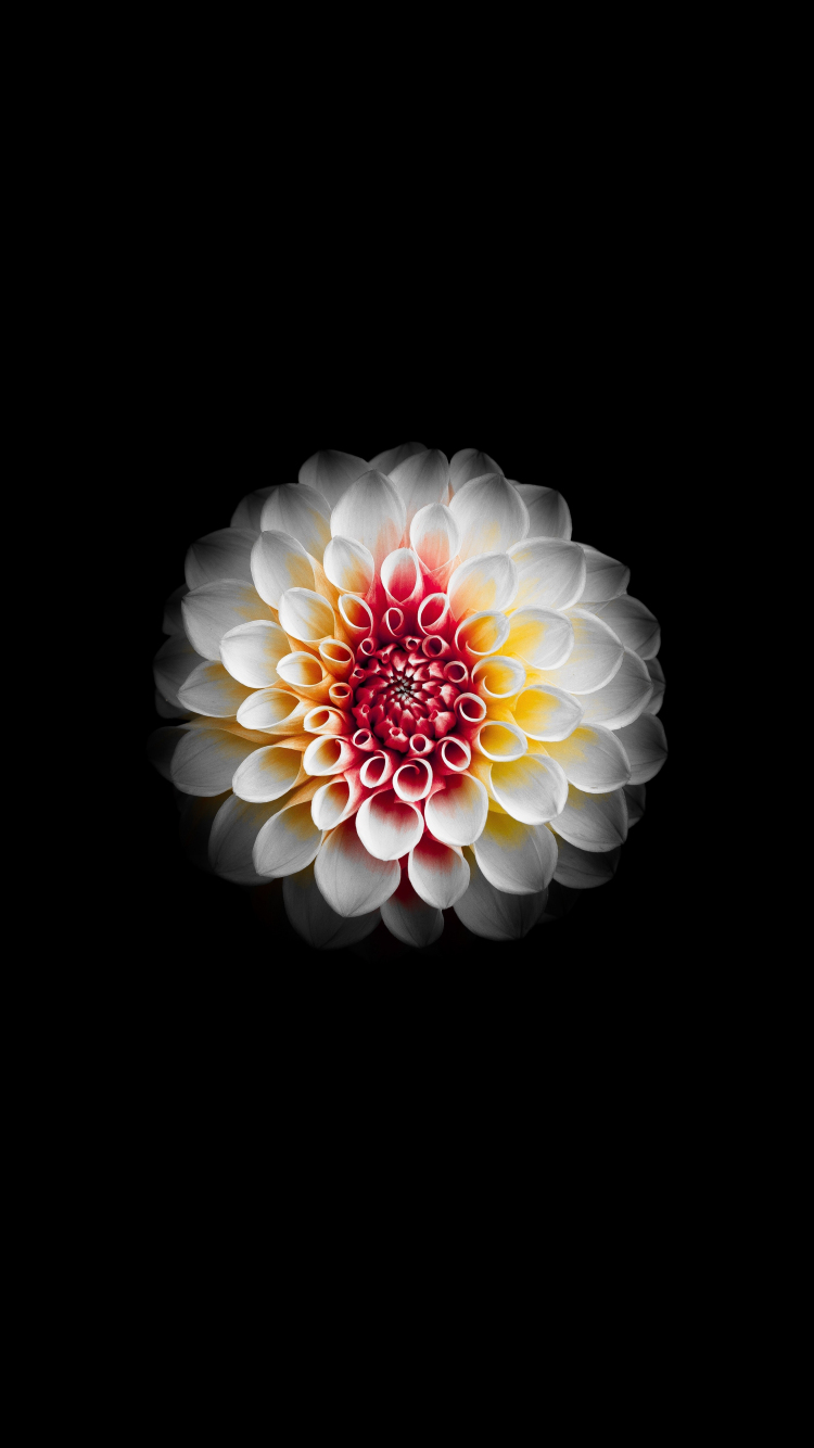 Download wallpaper 750x1334 portrait