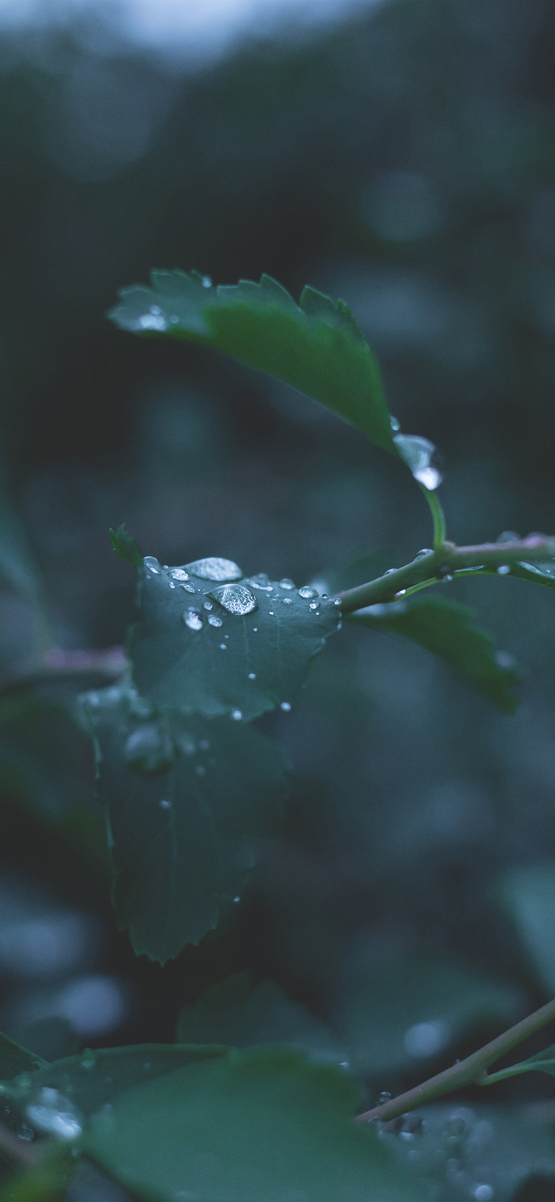 Leaf Water Rain Nature Green
