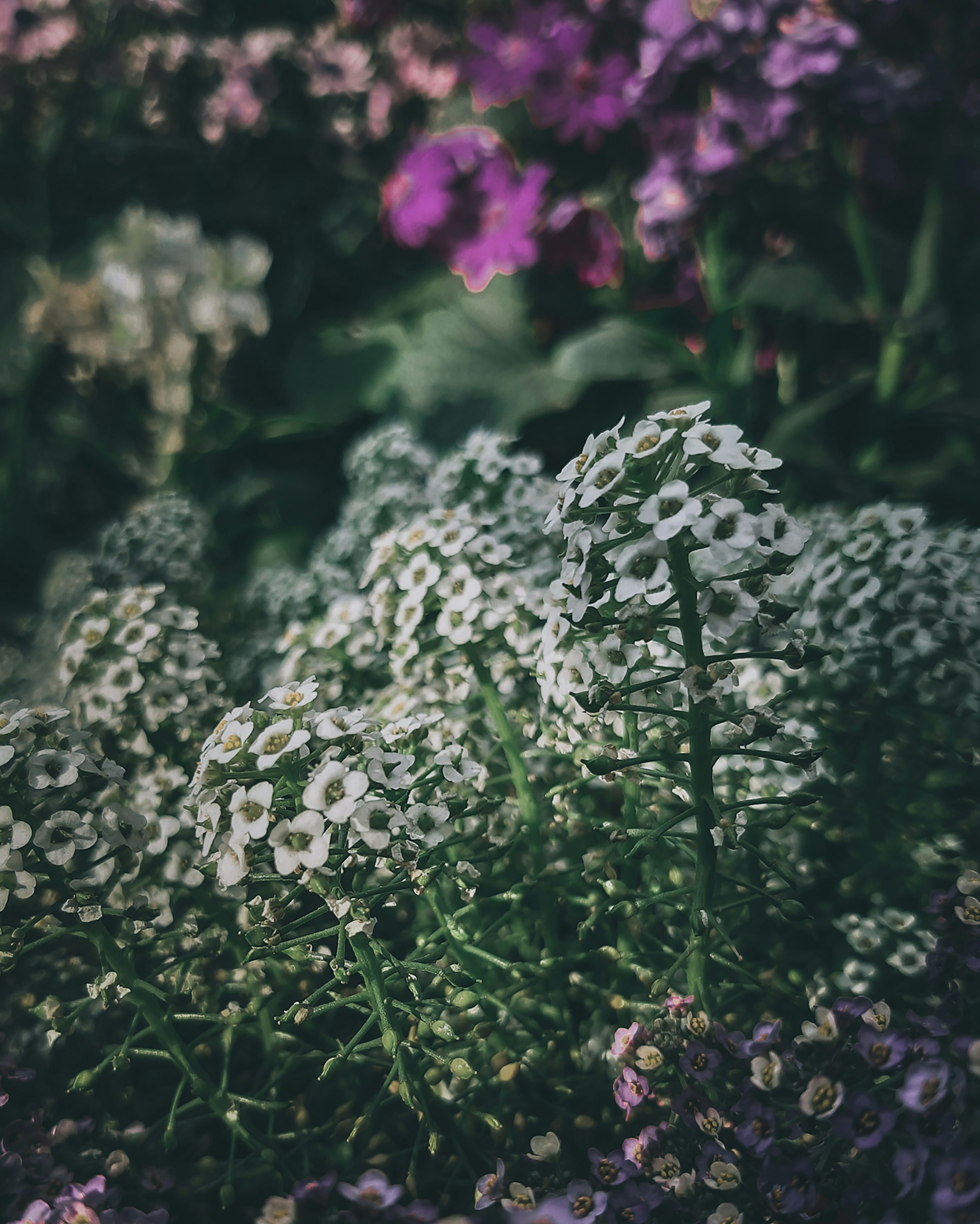 Flower Wallpaper HD Picture. Download