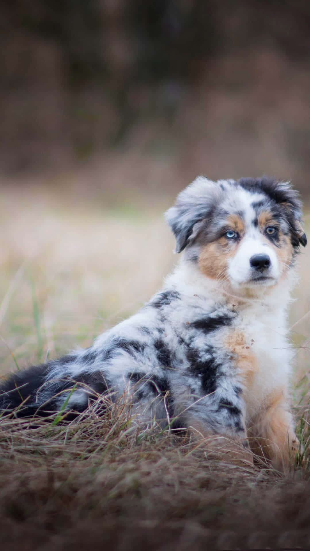 Download Australian Shepherd Puppies