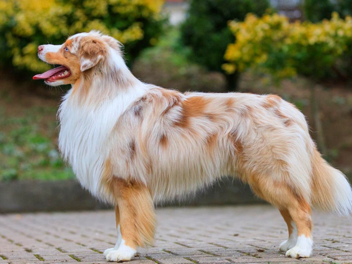 Meet the Miniature American Shepherd