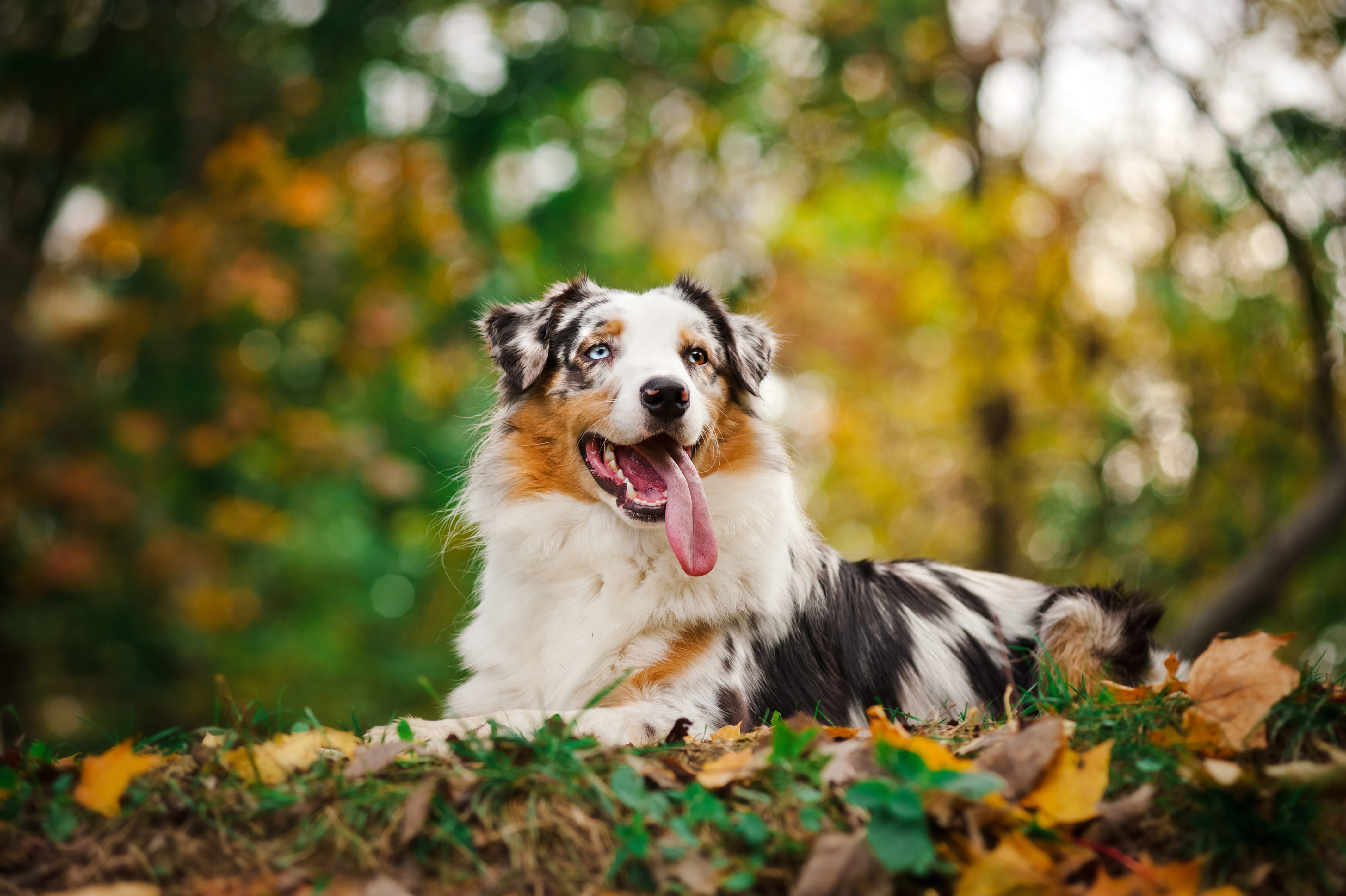 Australian Shepherd, dog, forest