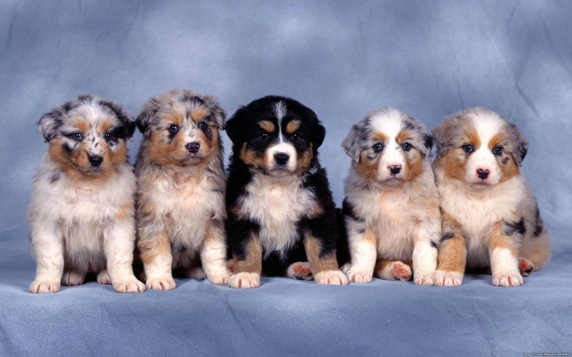 Download Australian Shepherd Puppy Dog