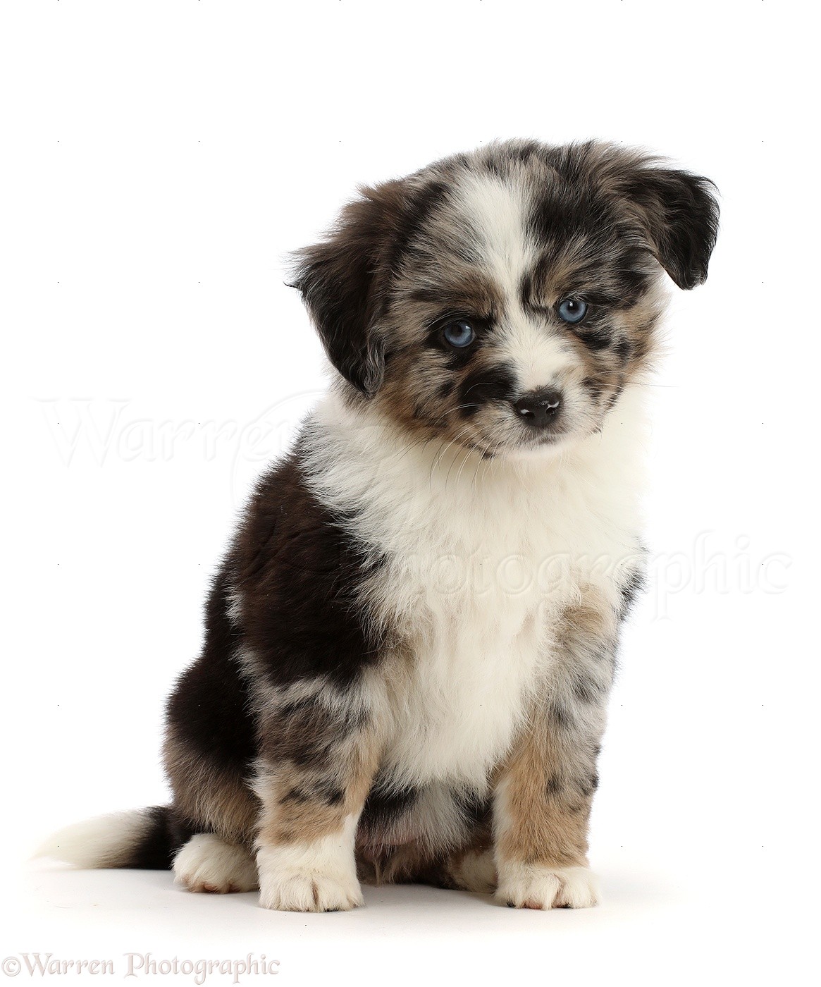 Dog: Mini American Shepherd puppy, 7