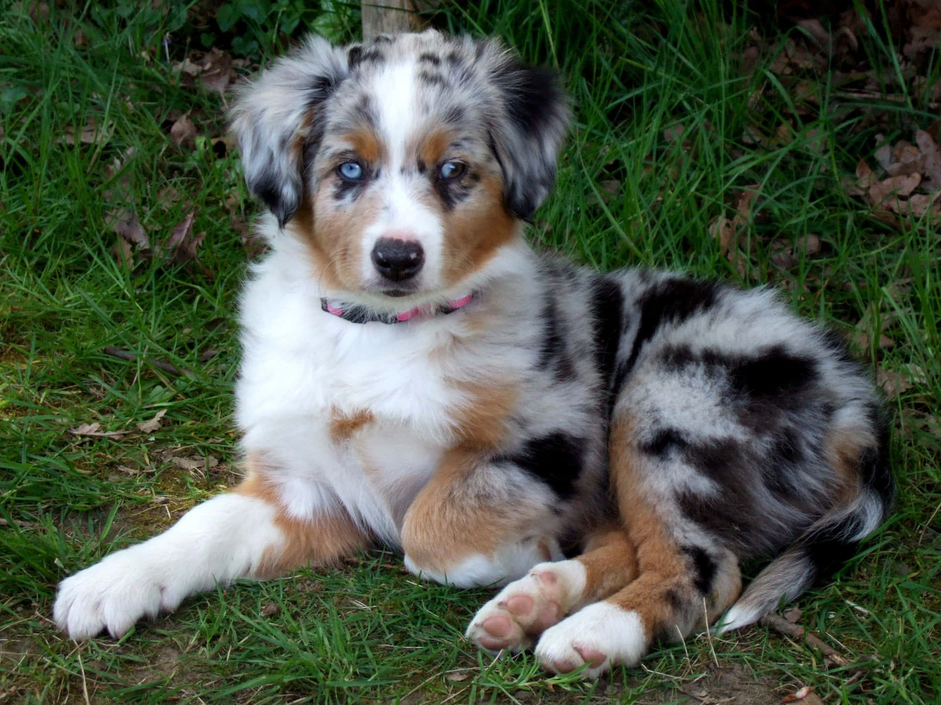 Download Aesthetic Australian Shepherd