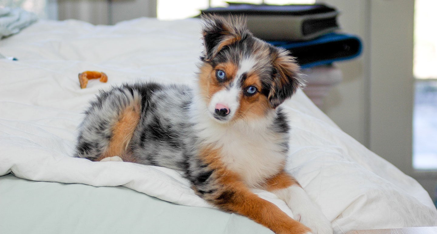 Miniature Australian Shepherd Dog Breed