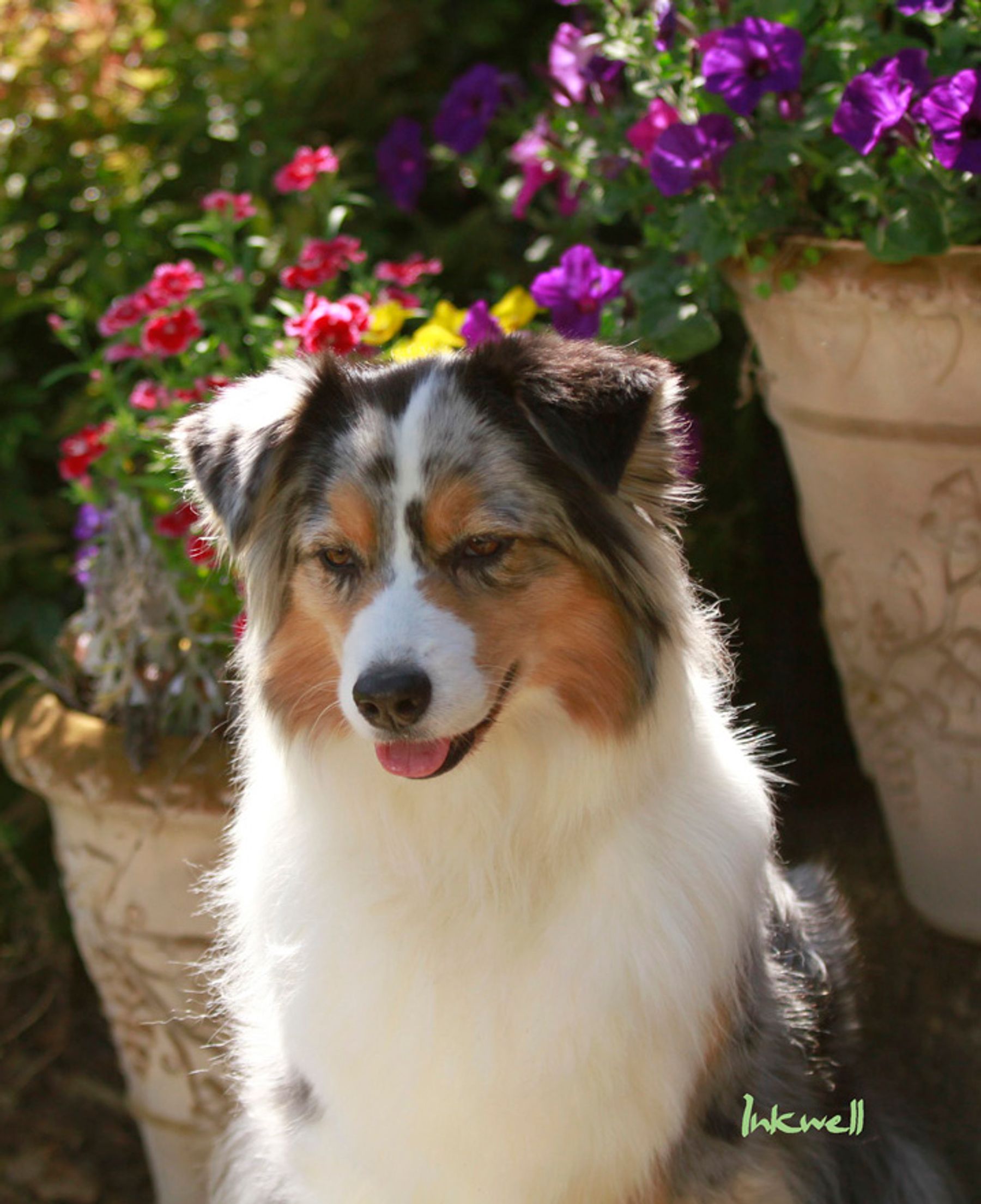 Milwin Australian Shepherds