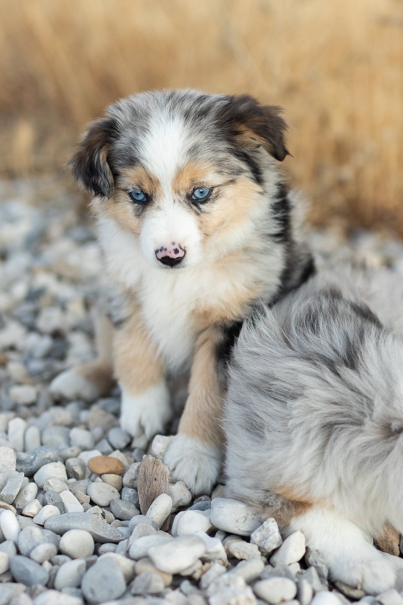 Australian Shepherd
