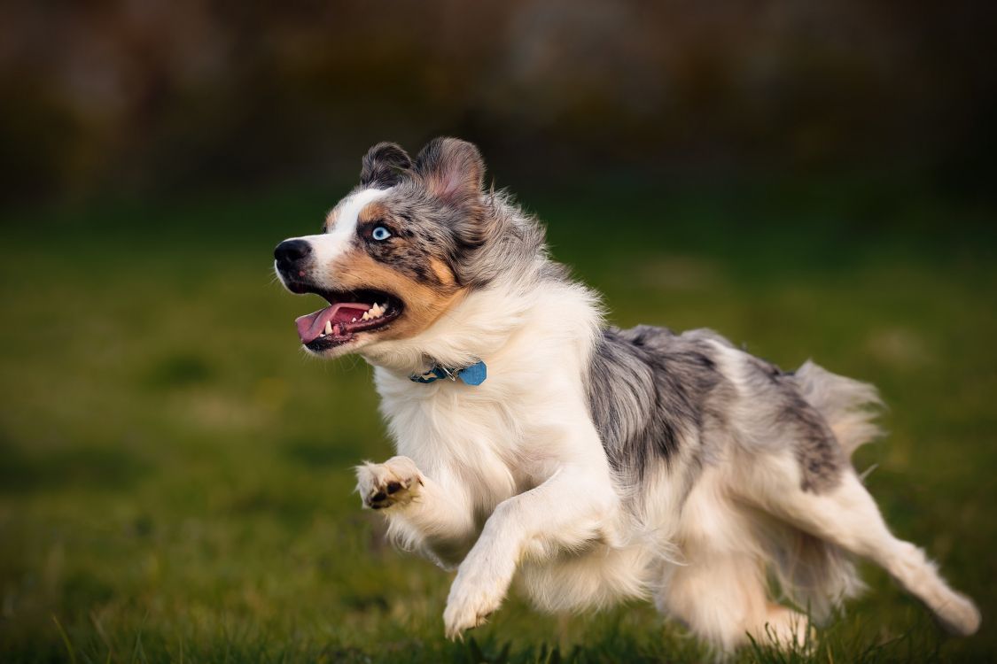 Wallpaper Miniature American Shepherd