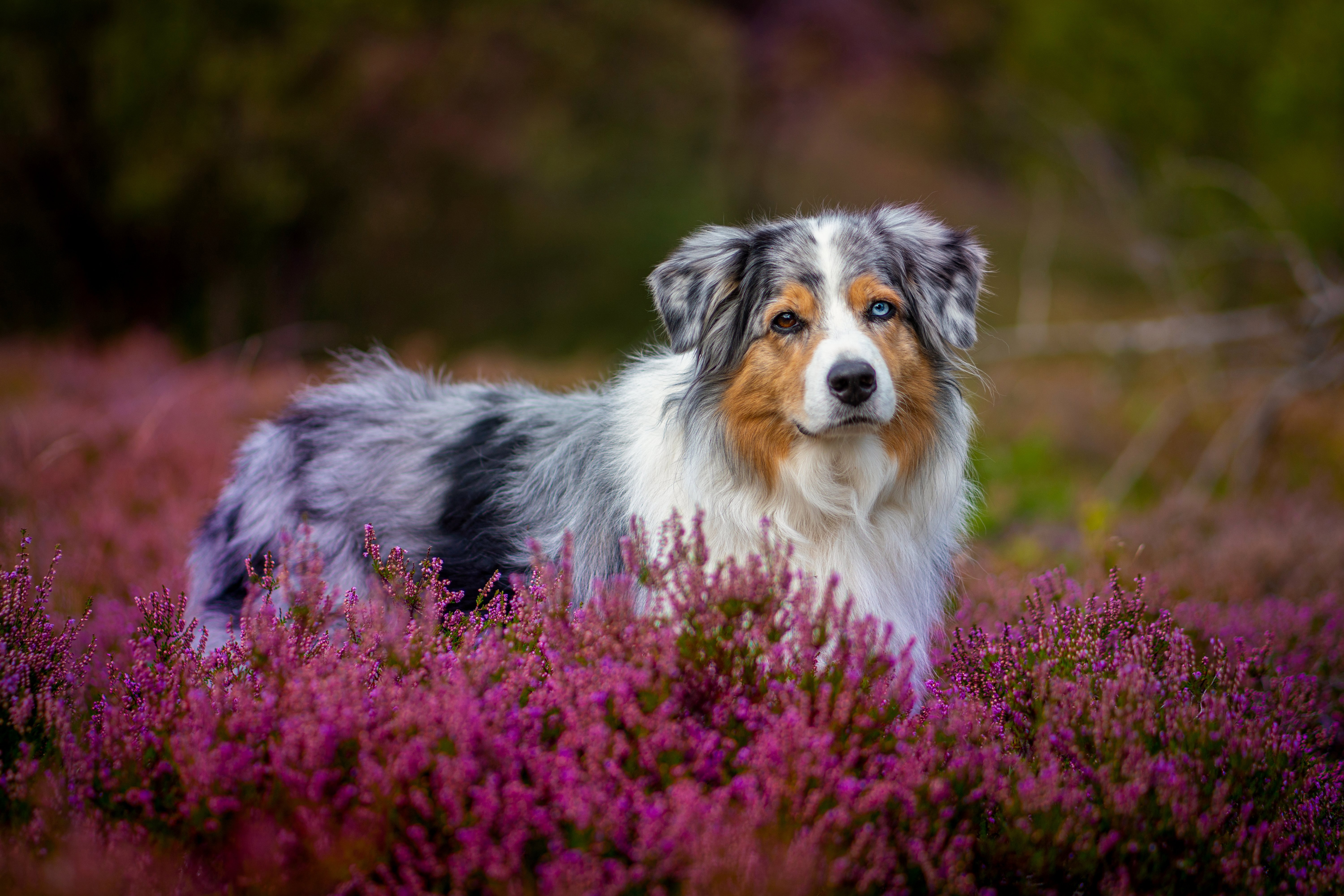 Download Flower Heather Dog Animal