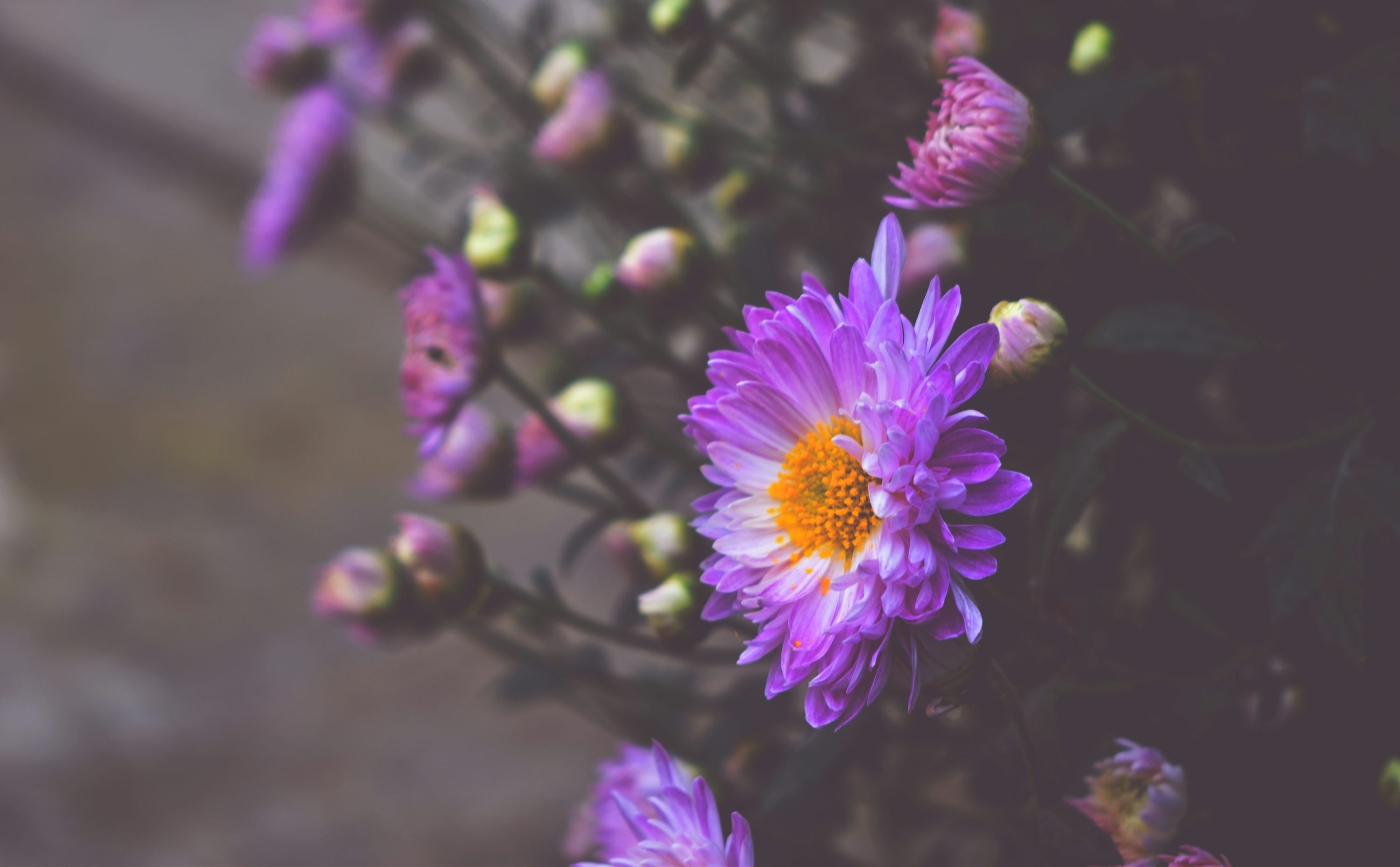 2k Wallpaper Picture. Download Free