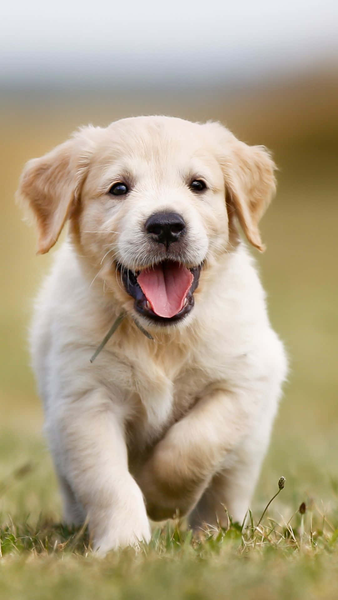 Golden Retriever Puppy Wallpaper