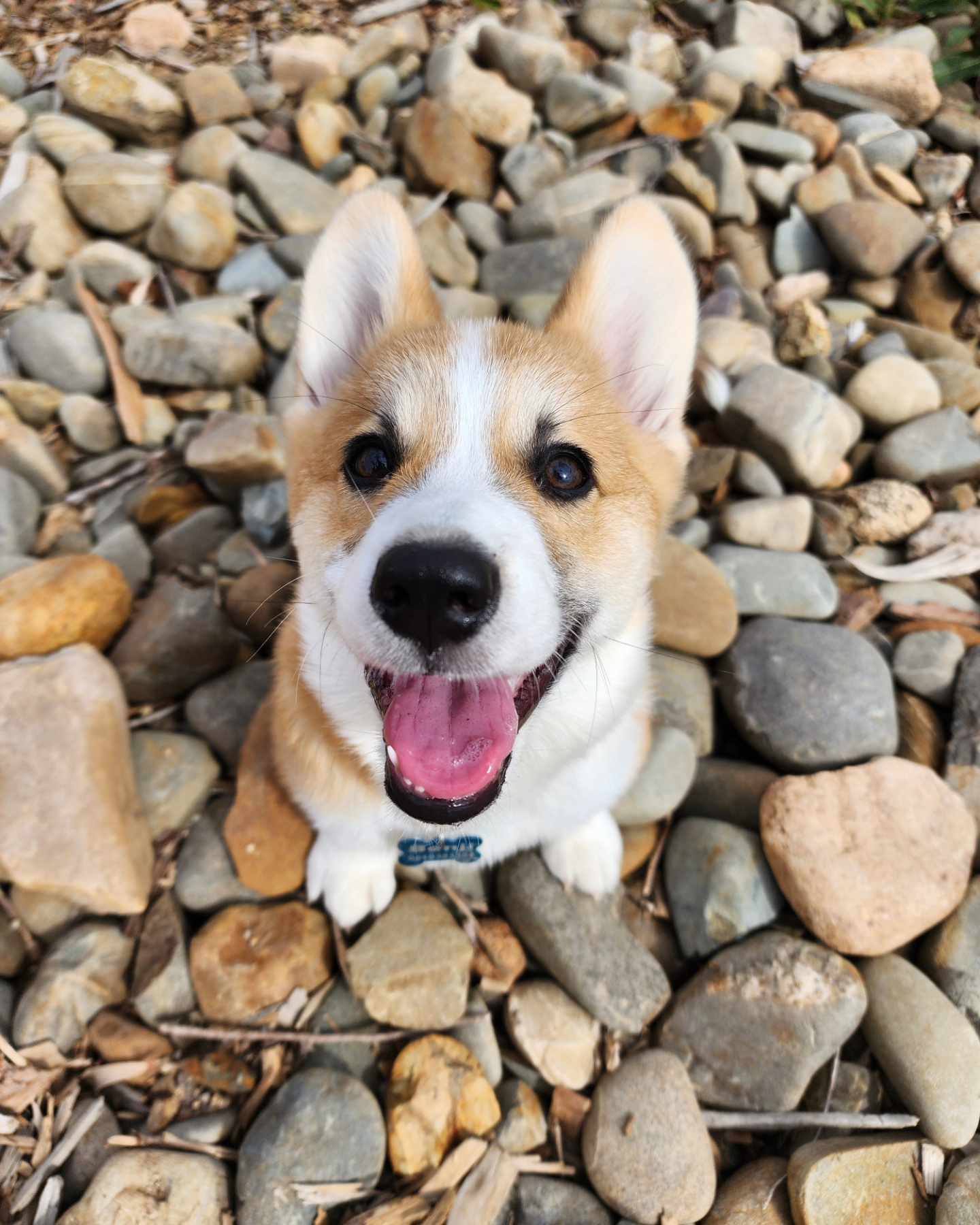 Some happy puppy pics of Benji and his