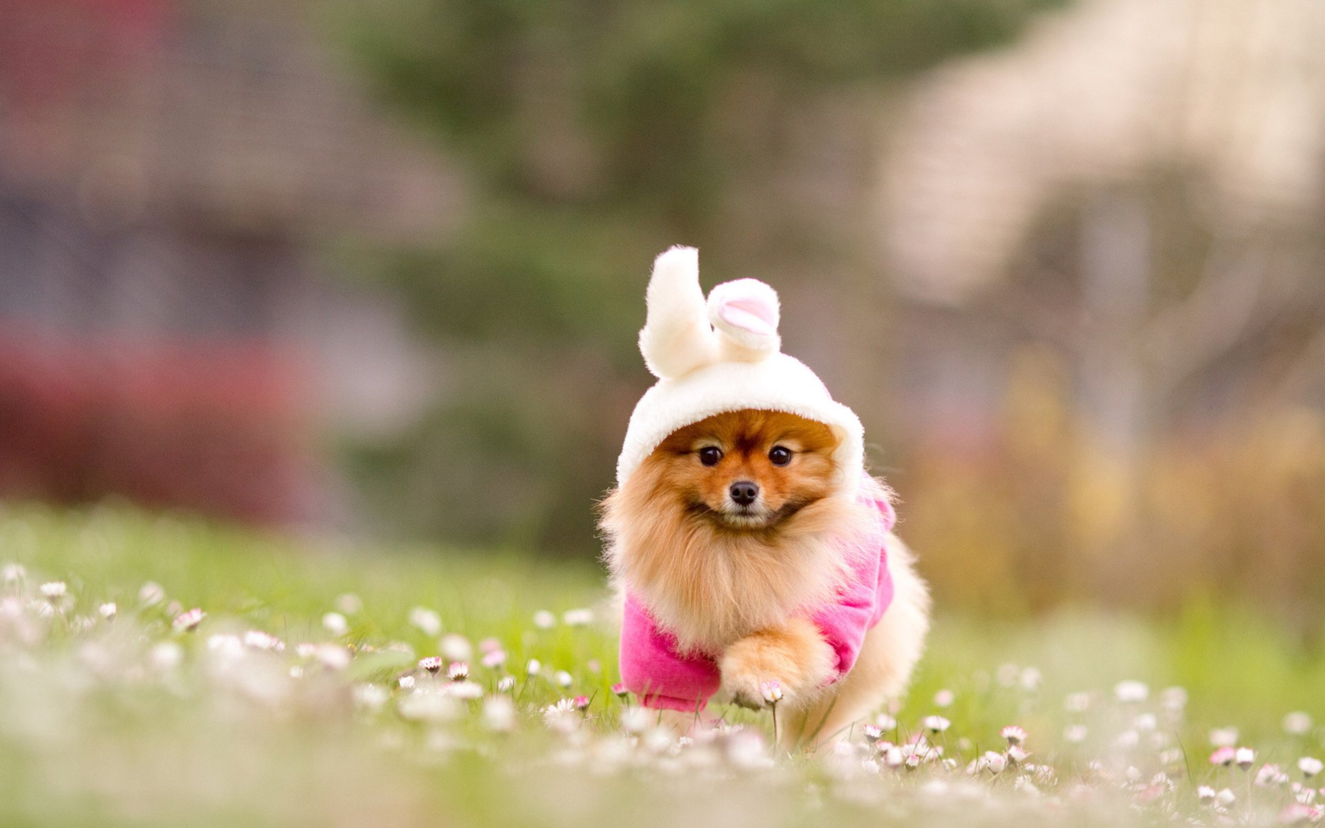 Adorable Spitz in Bunny Hat HD Wallpaper