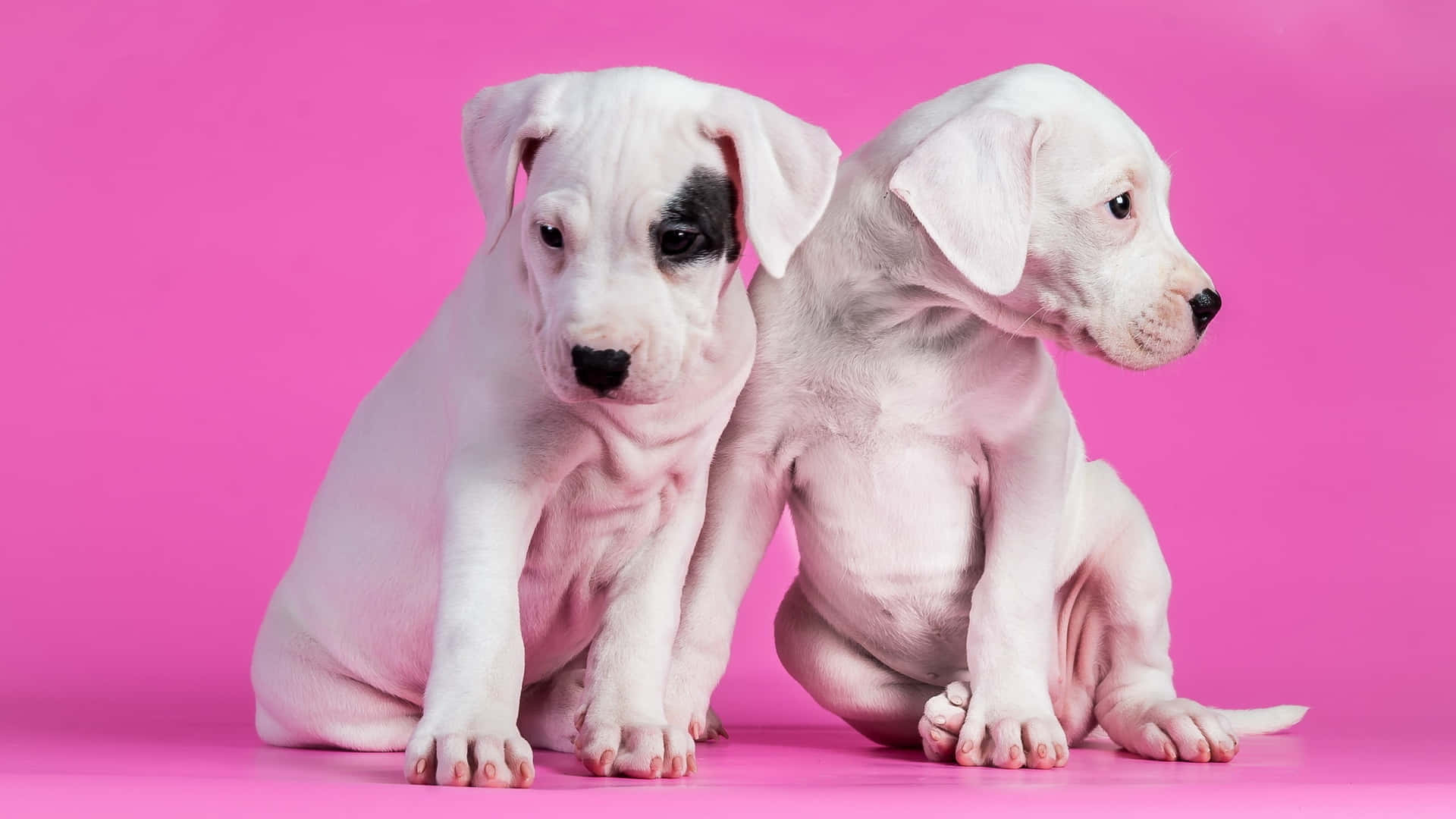 Pink Puppies Wallpaper