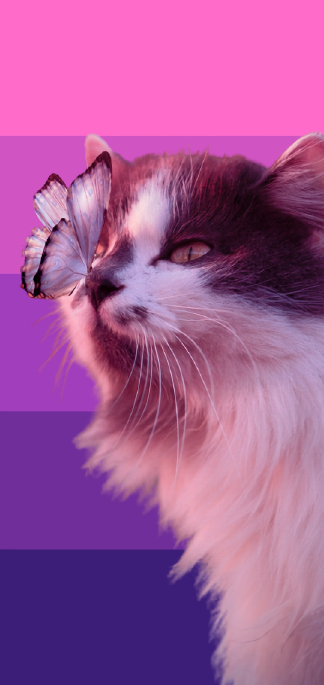 Cat bi and biflux wallpaper for anon