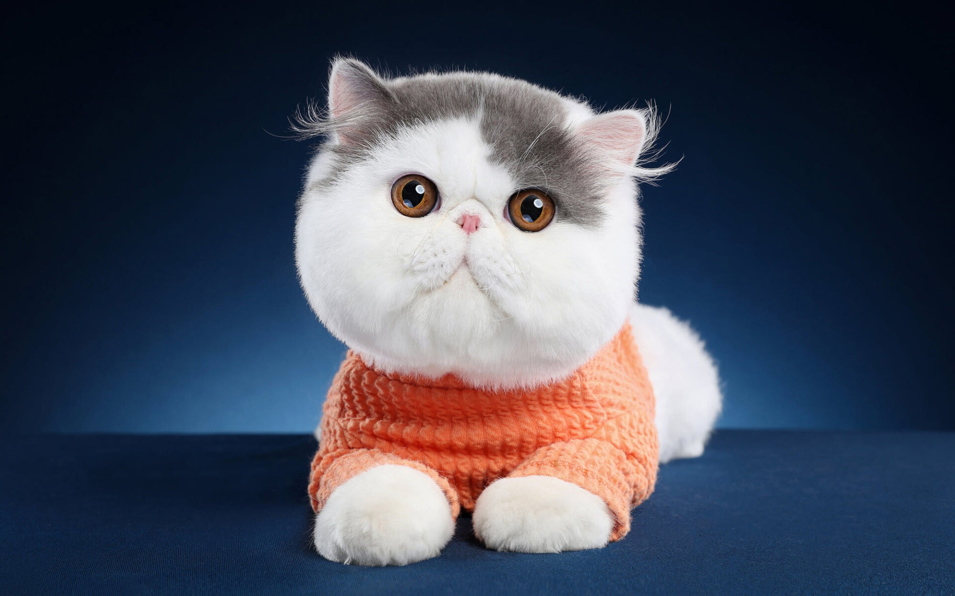 Exotic Shorthair Cat Wallpaper 16
