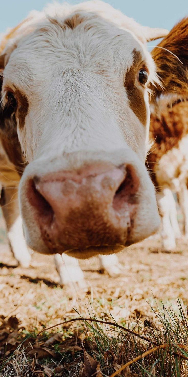 Preppy Cows Wallpapers Wallpaper Cave