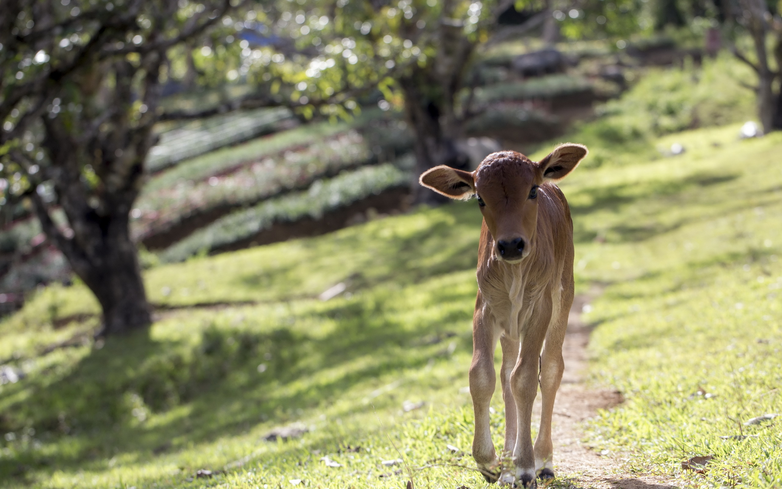 Graceful Calf in Meadow
