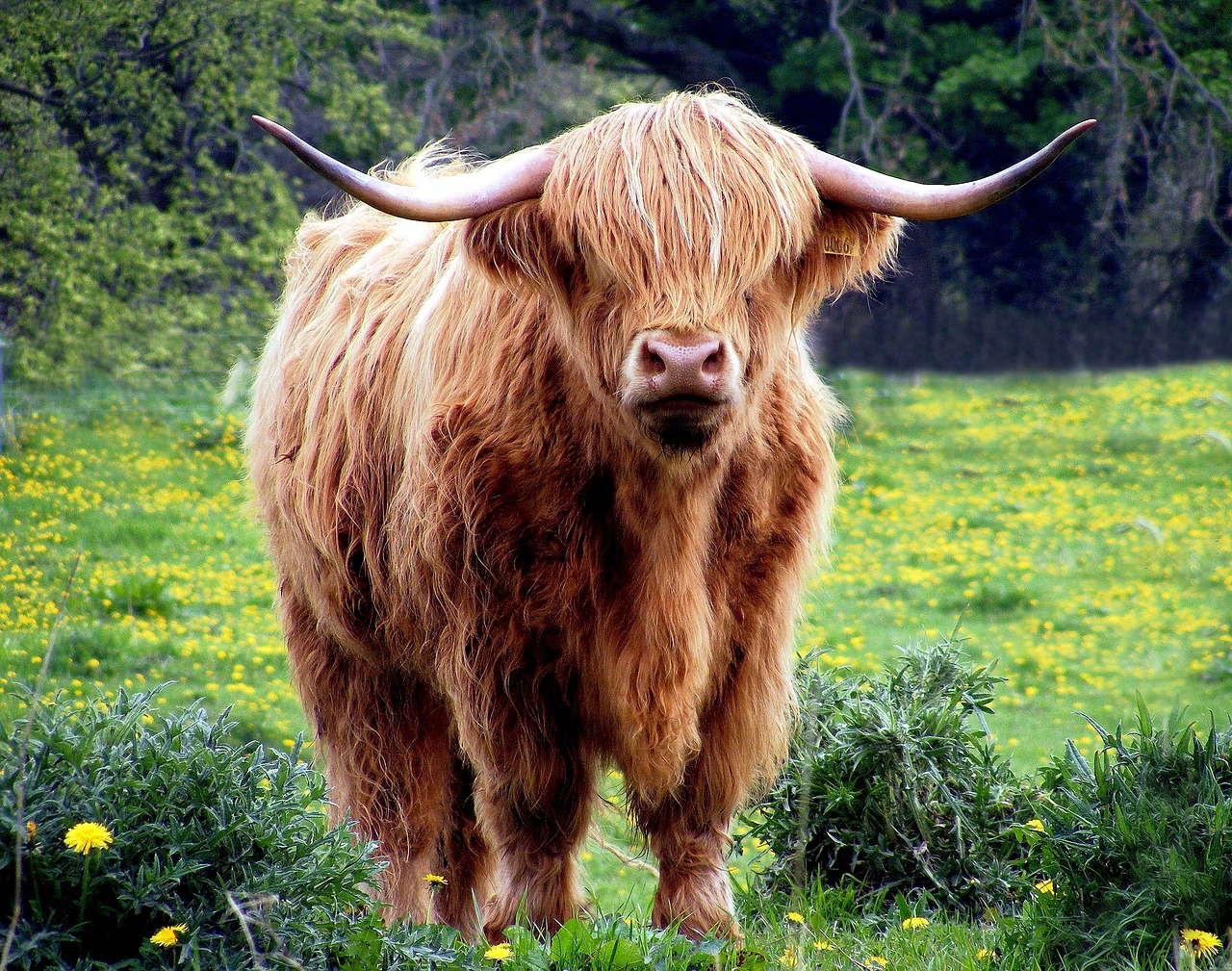 10,Free Highland Cow & Cow Image