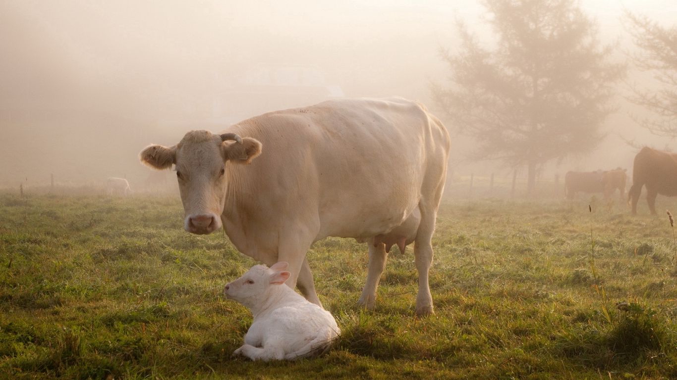 Download wallpaper 1366x768 cow, calf