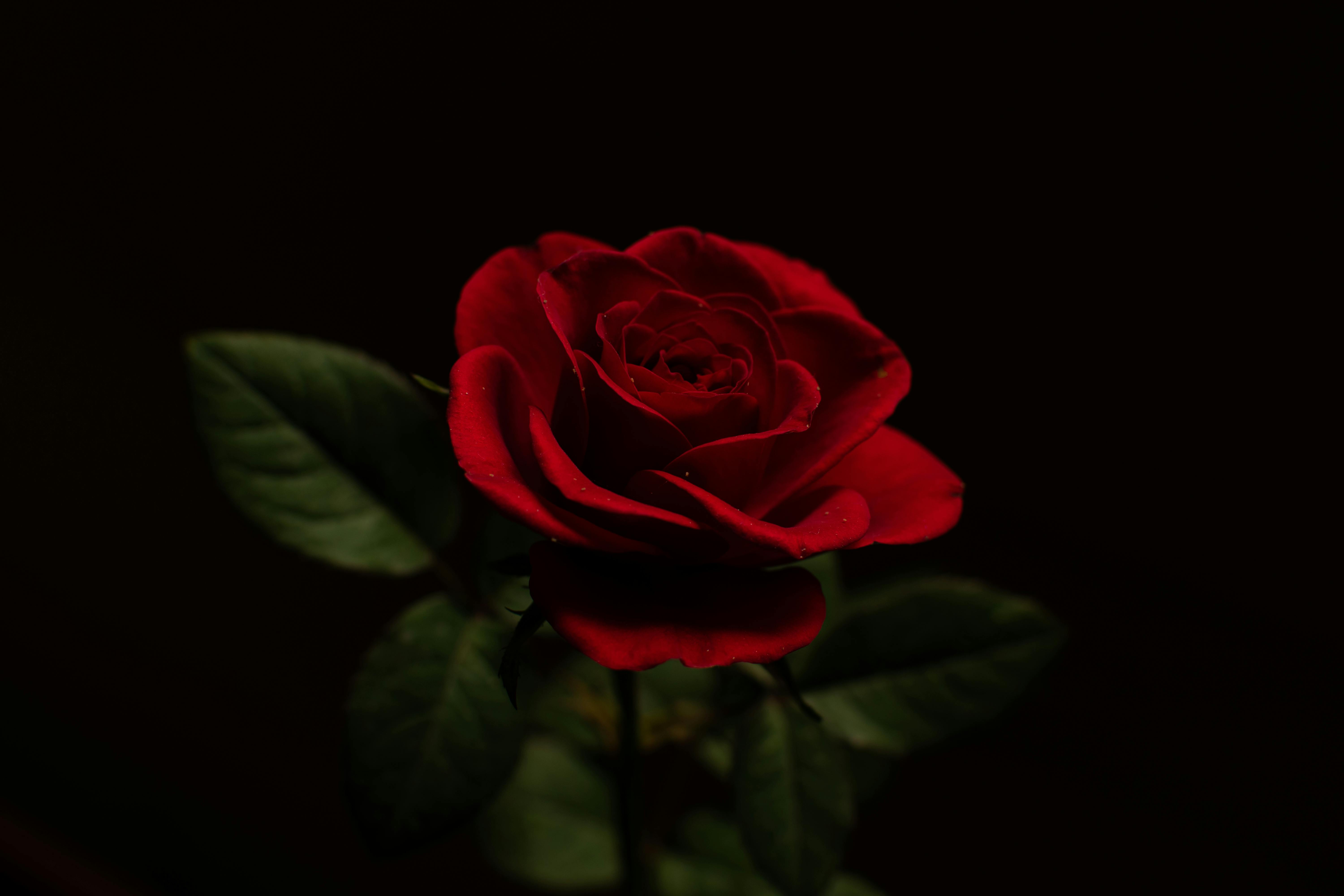 Red Rose with a Black Background