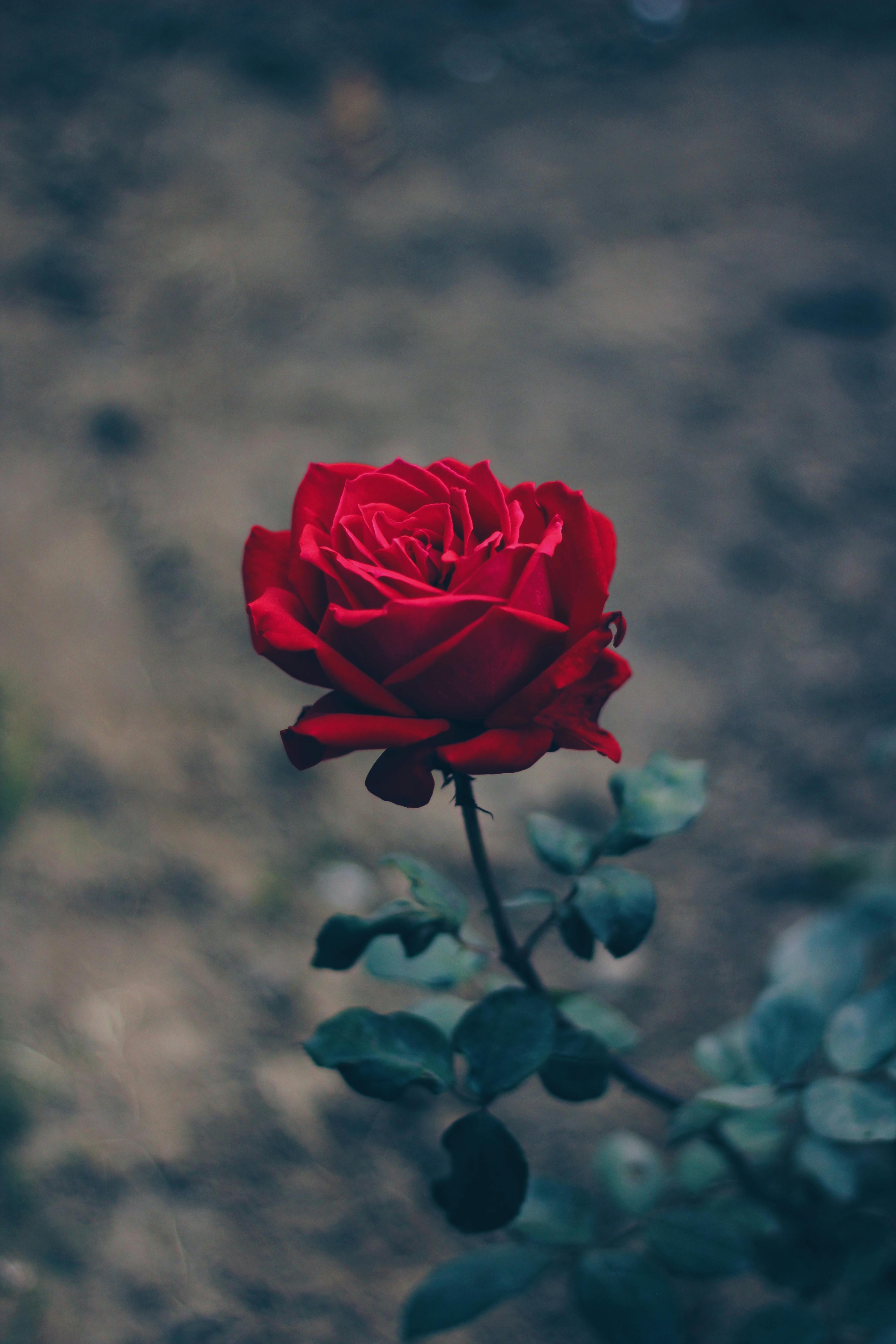 Dark Red Rose · Free