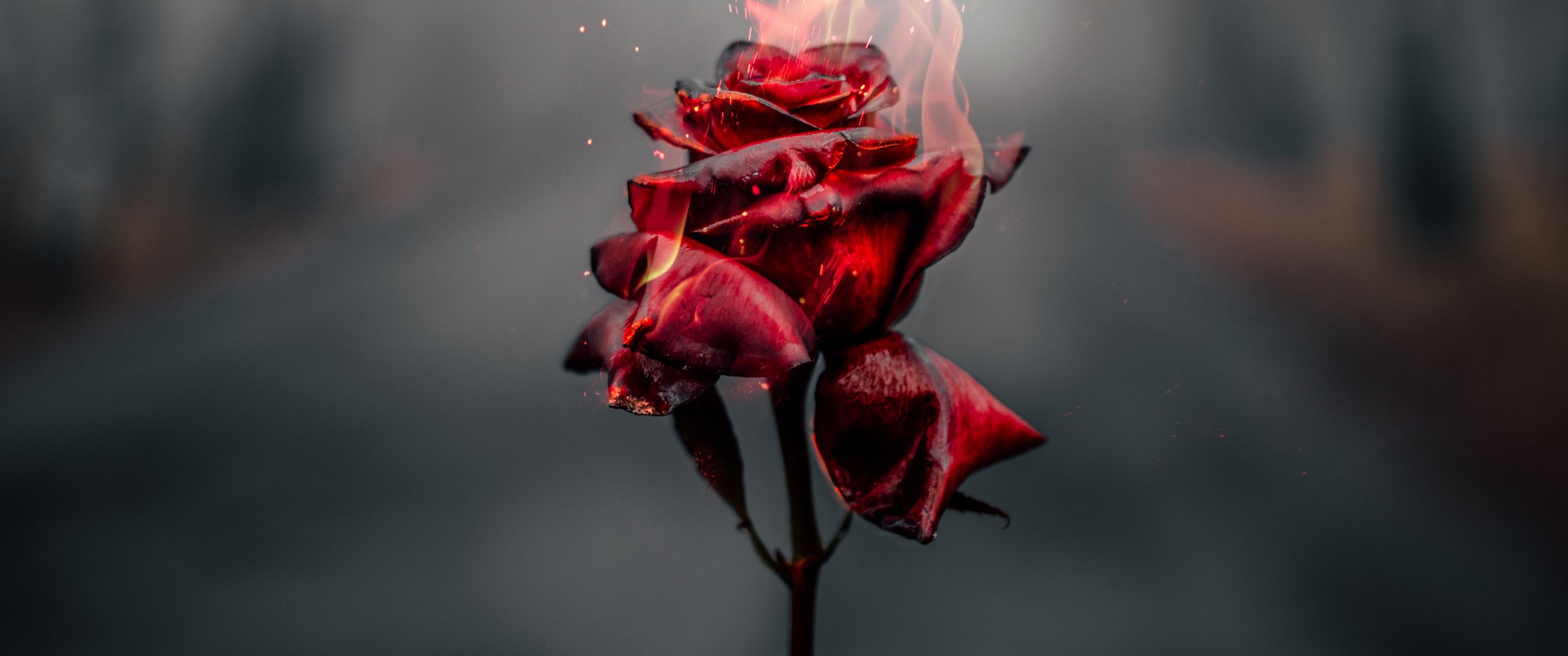 Rose flower Wallpaper 4K, Fire, Burning