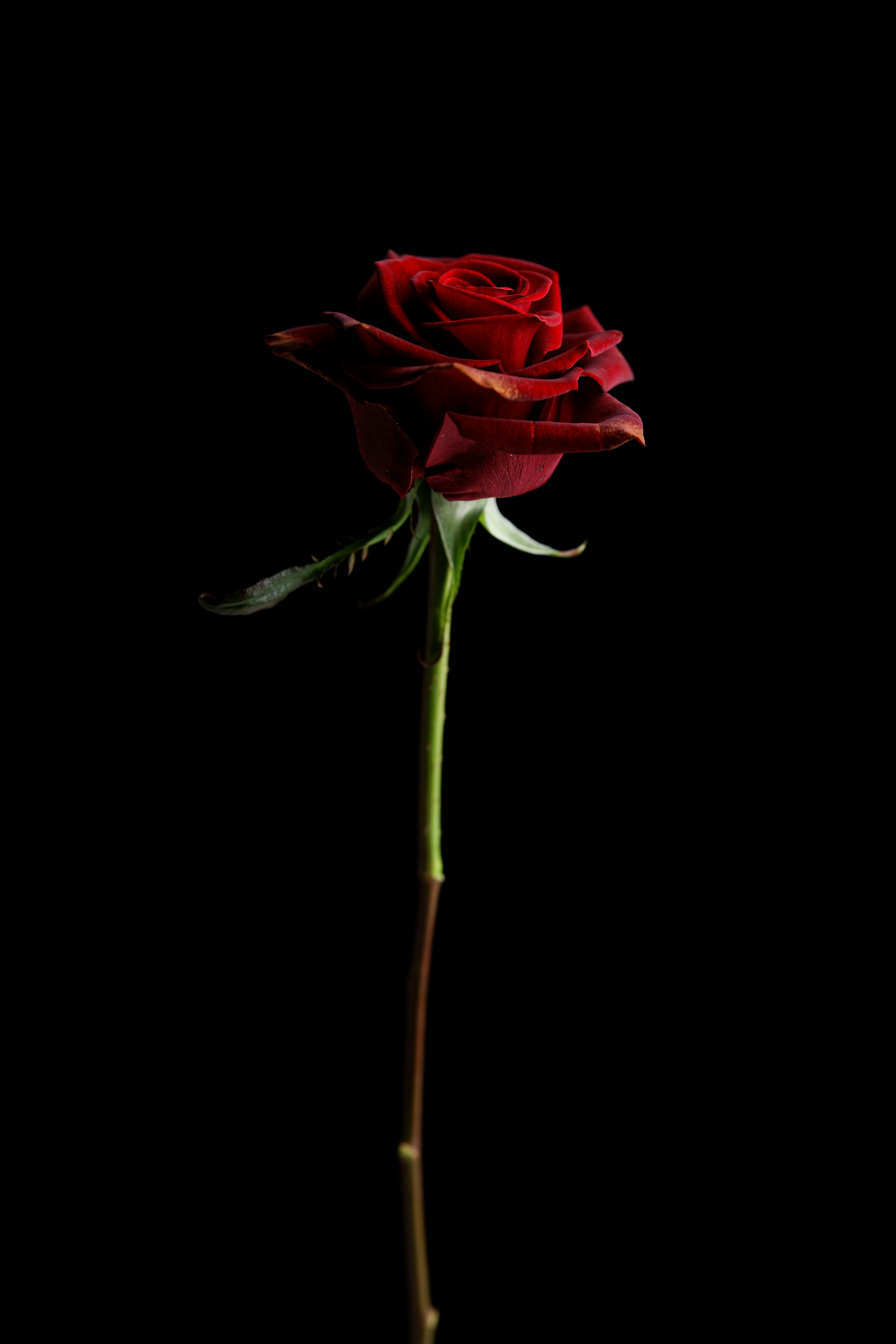 Red Rose in Black Background · Free