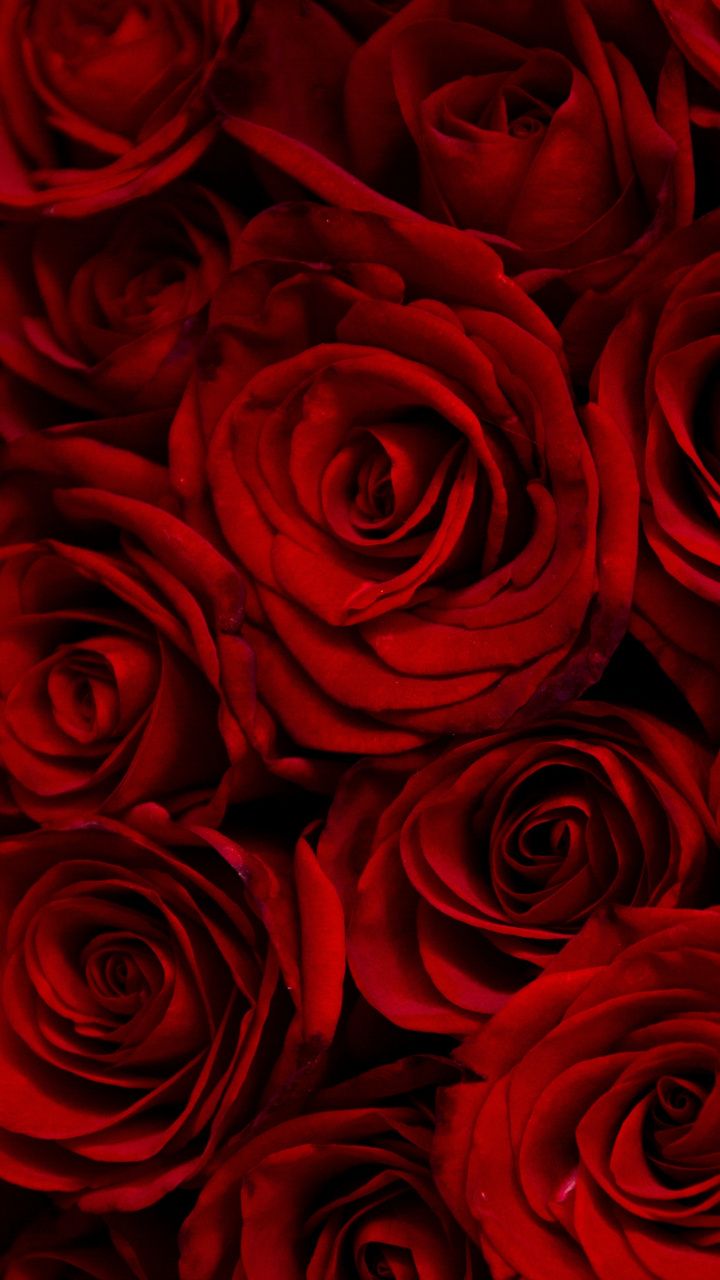 red roses, decorative, 720x1280 wallpaper