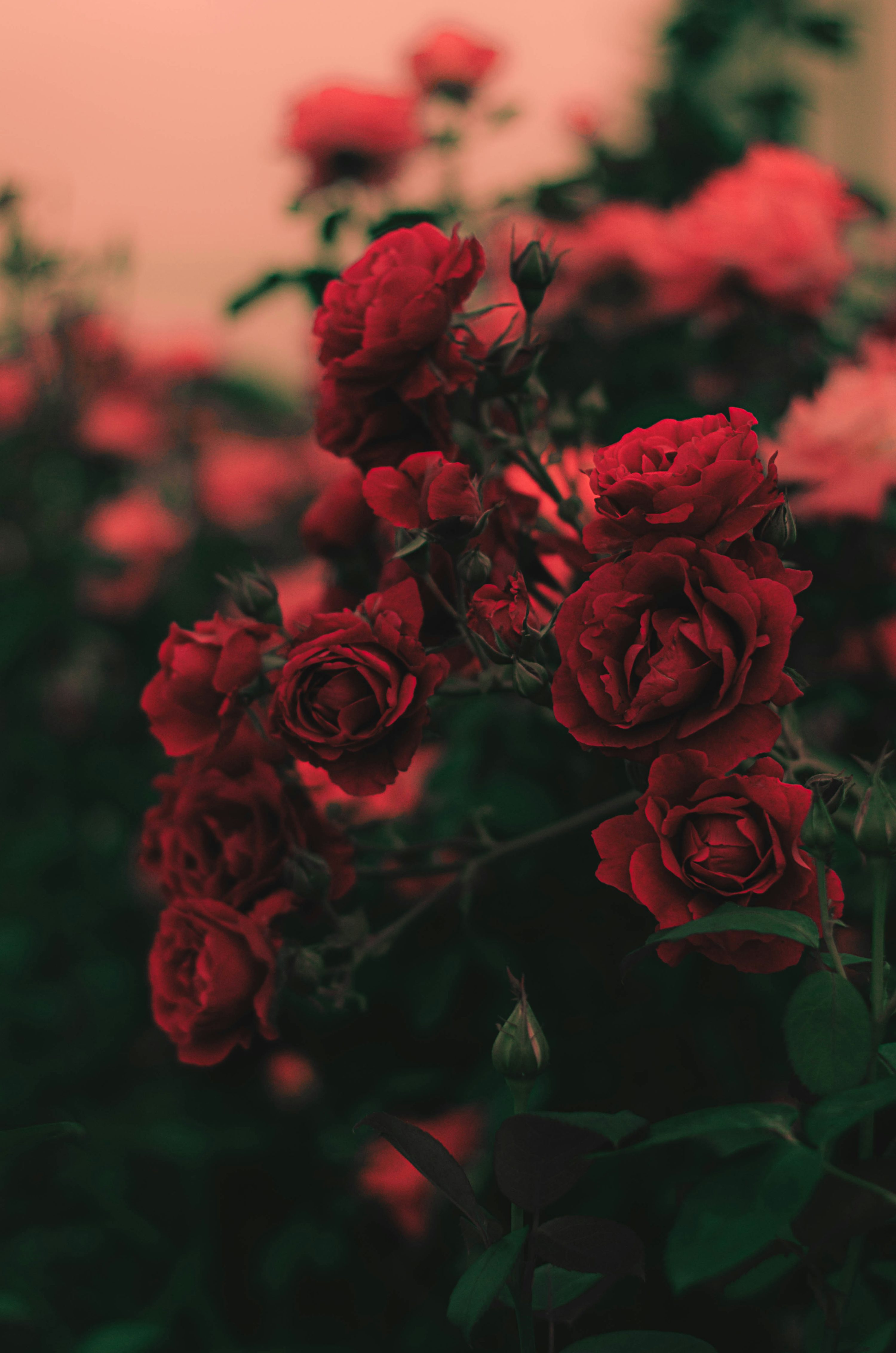 Rose Picture [HD]. Download Free