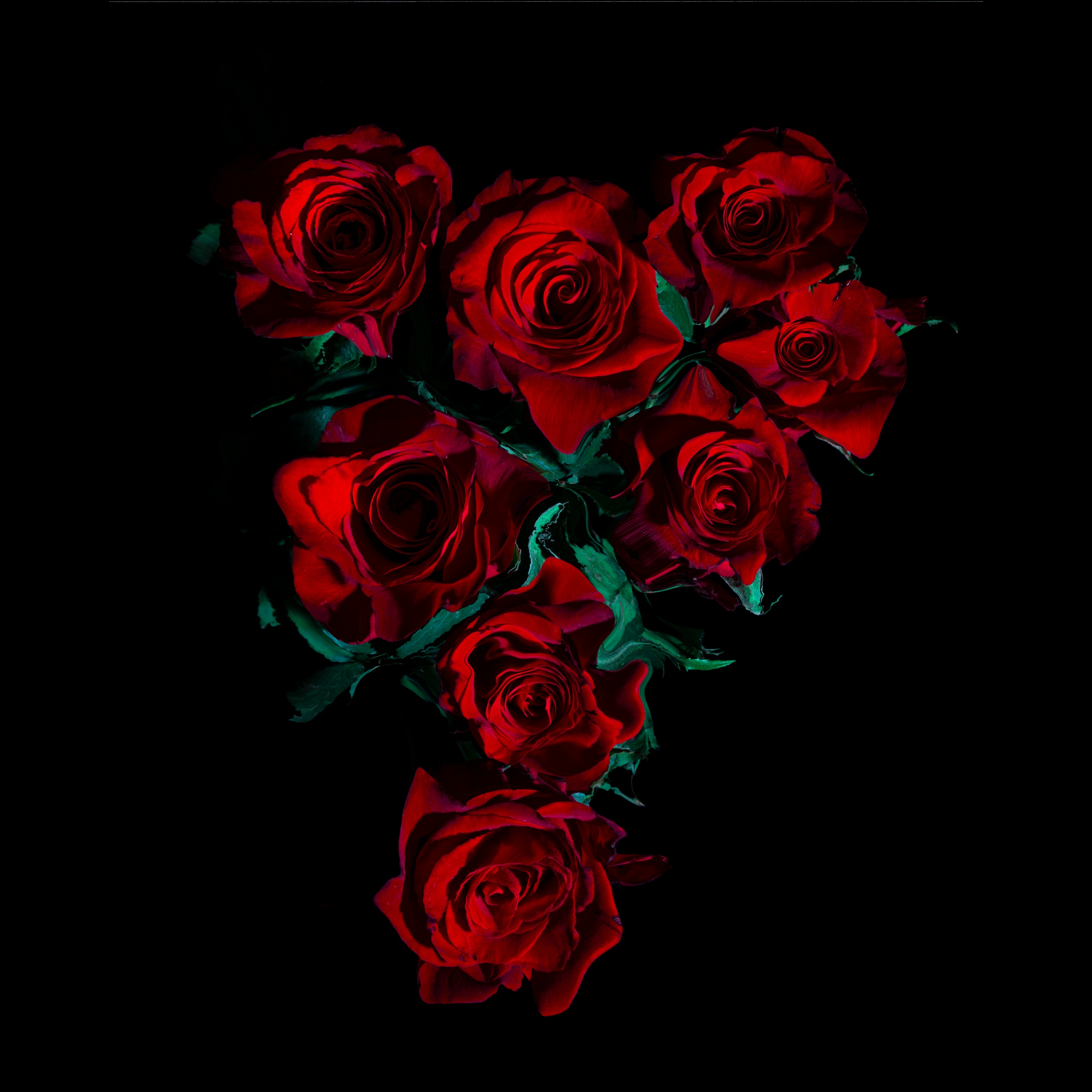 Red Roses Wallpaper 4K, AMOLED, 8K