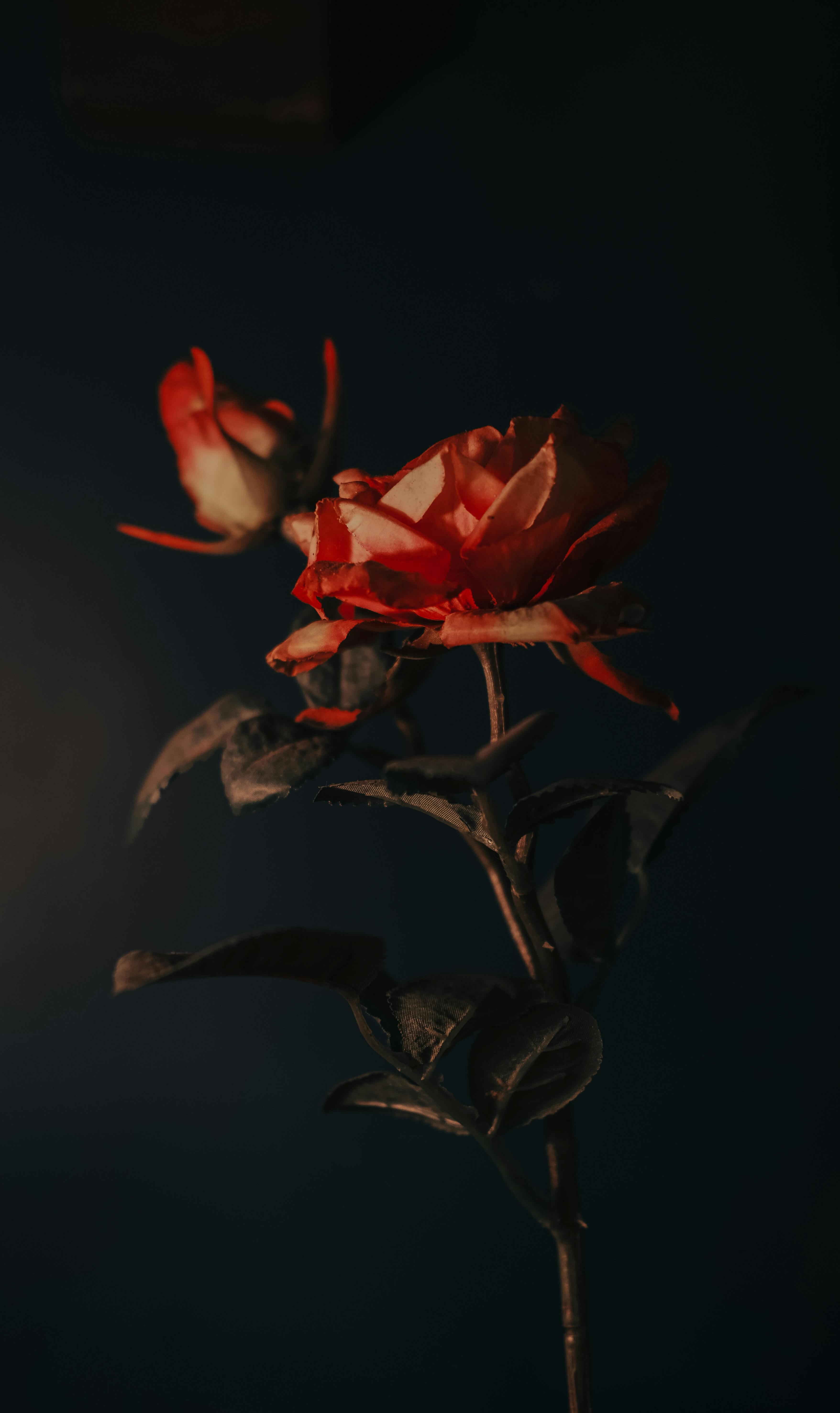 Red Rose in Dark Background · Free