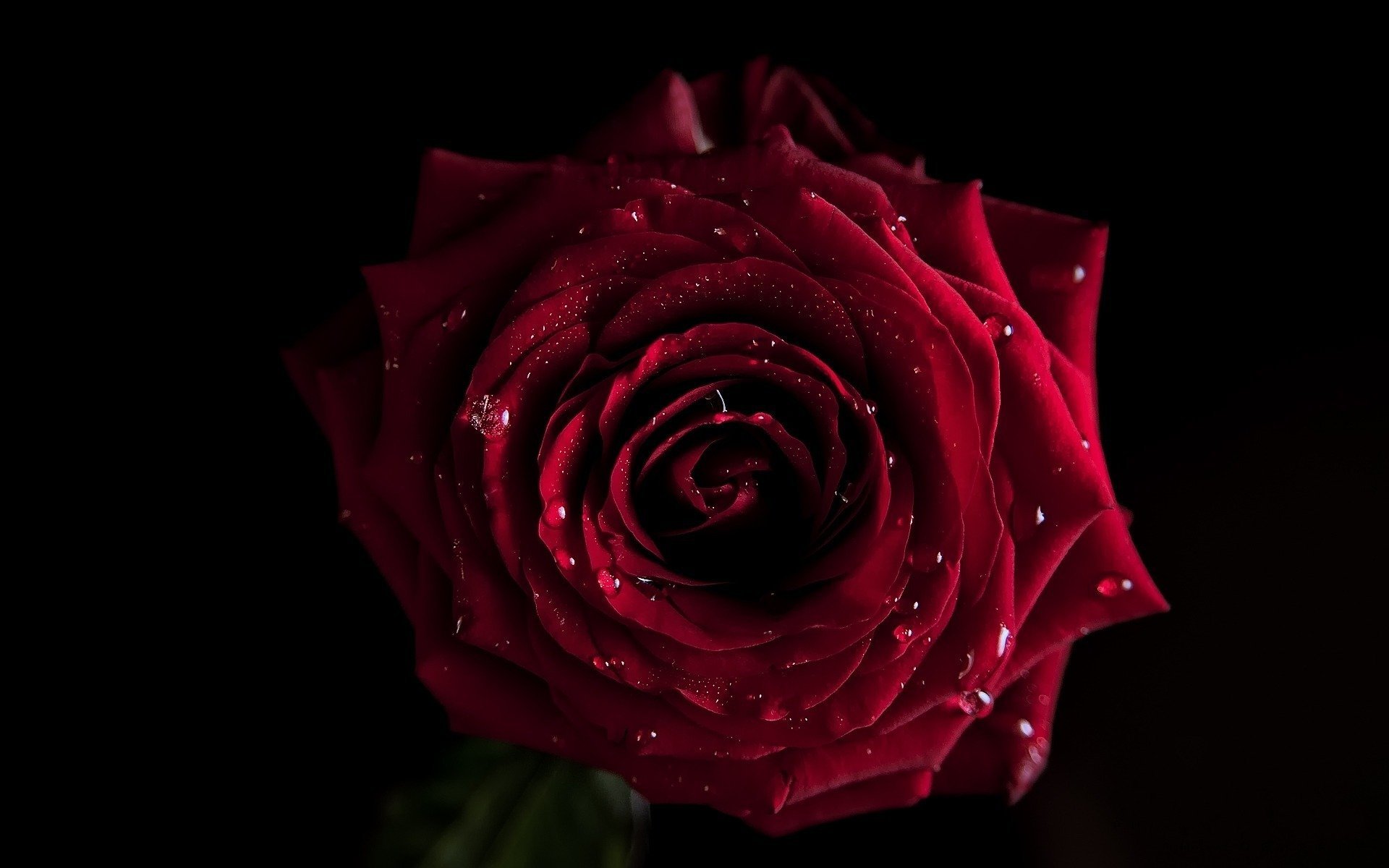 Water Drop Rose HD Wallpaper