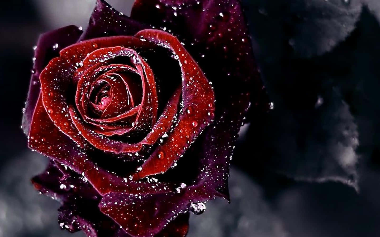 Dark Edges Red Roses Laptop Wallpaper