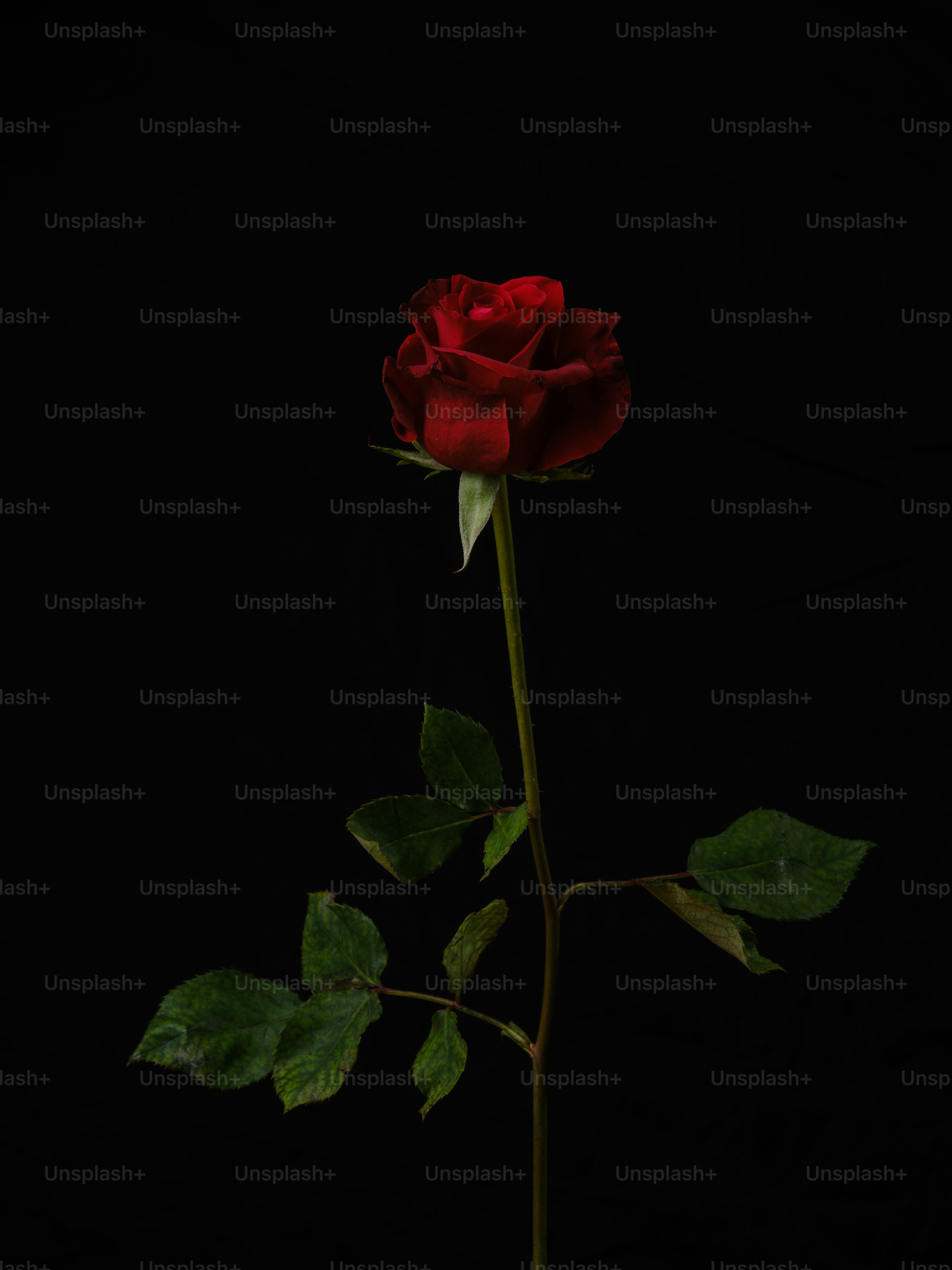 Dark Rose Picture. Download Free