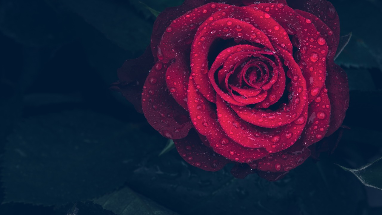200,Beautiful Blue Rose Wallpaper