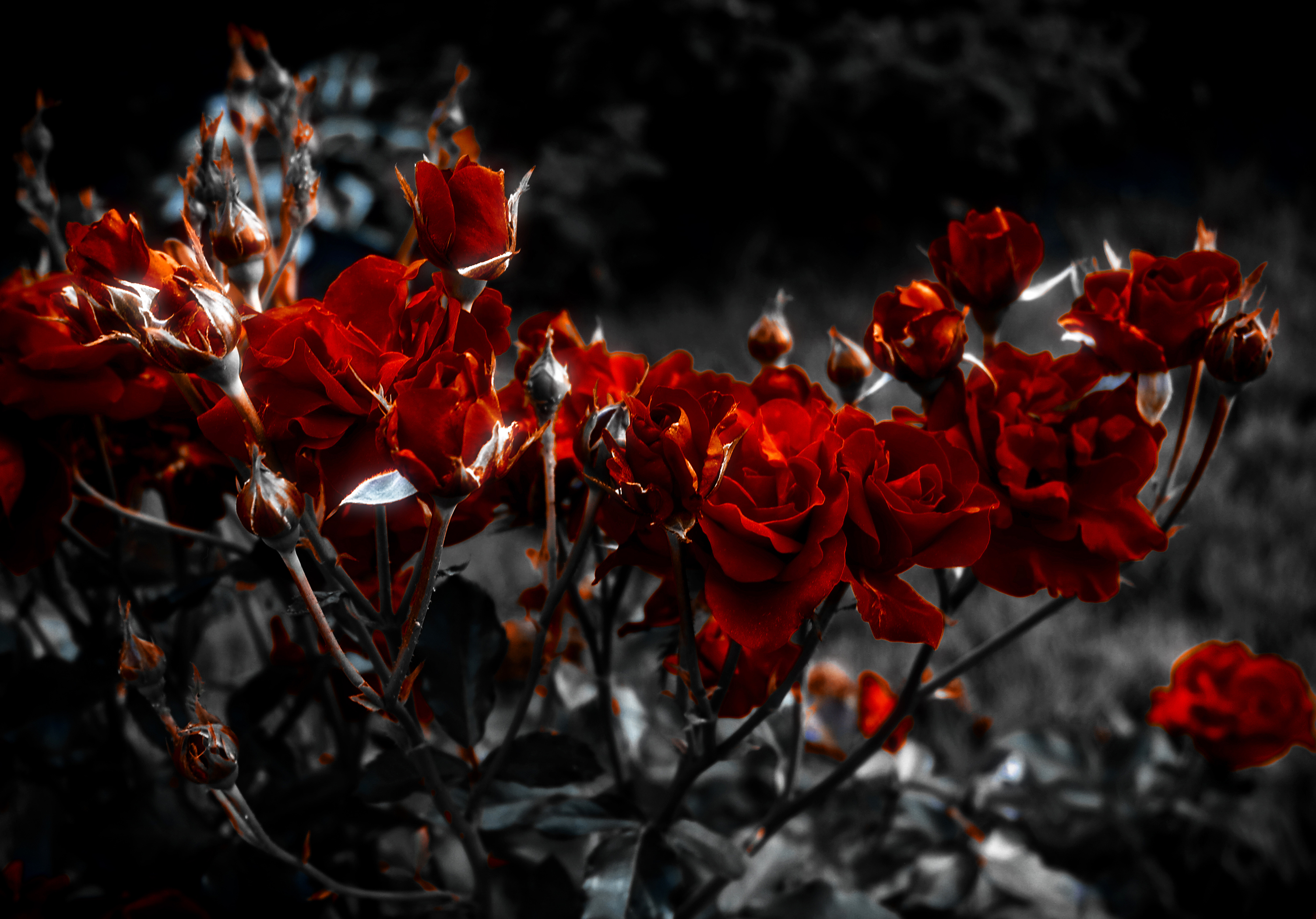 Desktop Wallpaper Roses dark red