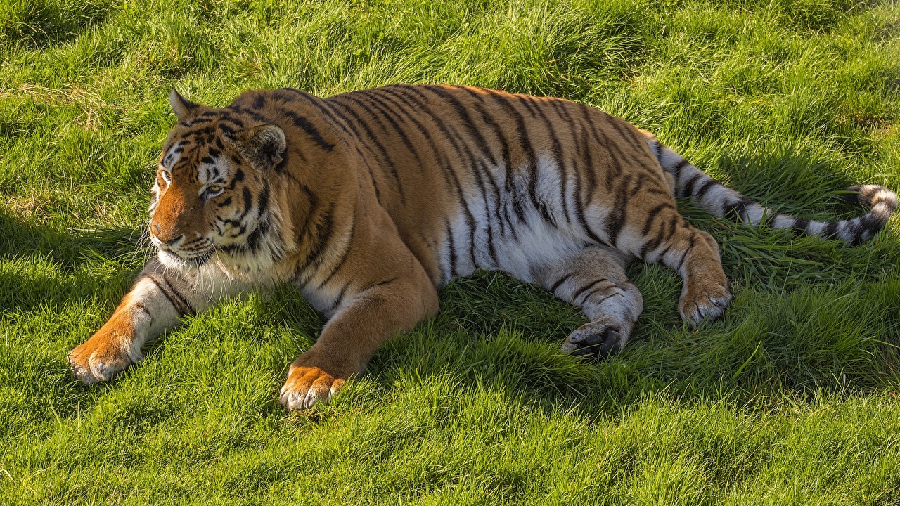 Picture Tigers esting Fat Paws Grass animal
