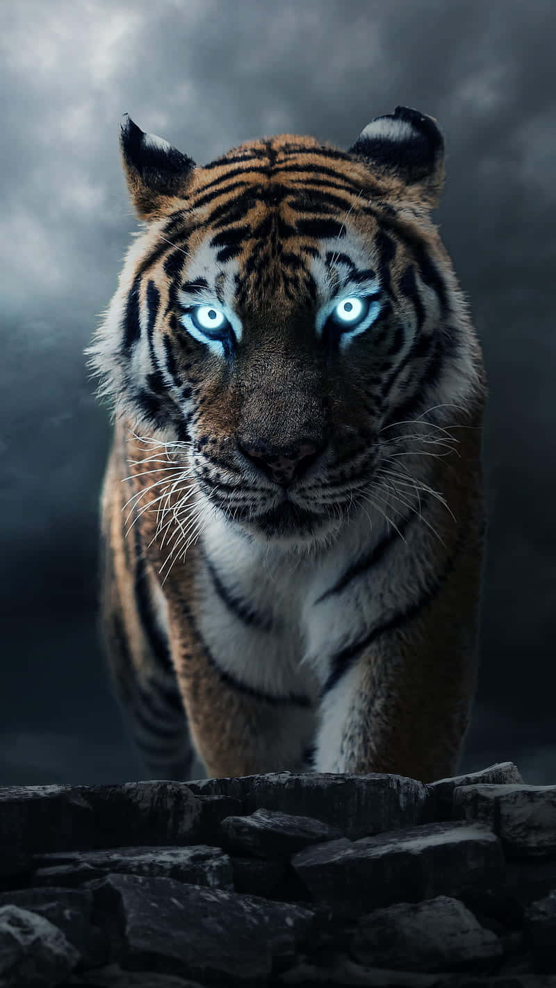 Be Wild With the Tiger Phone` Wallpaper