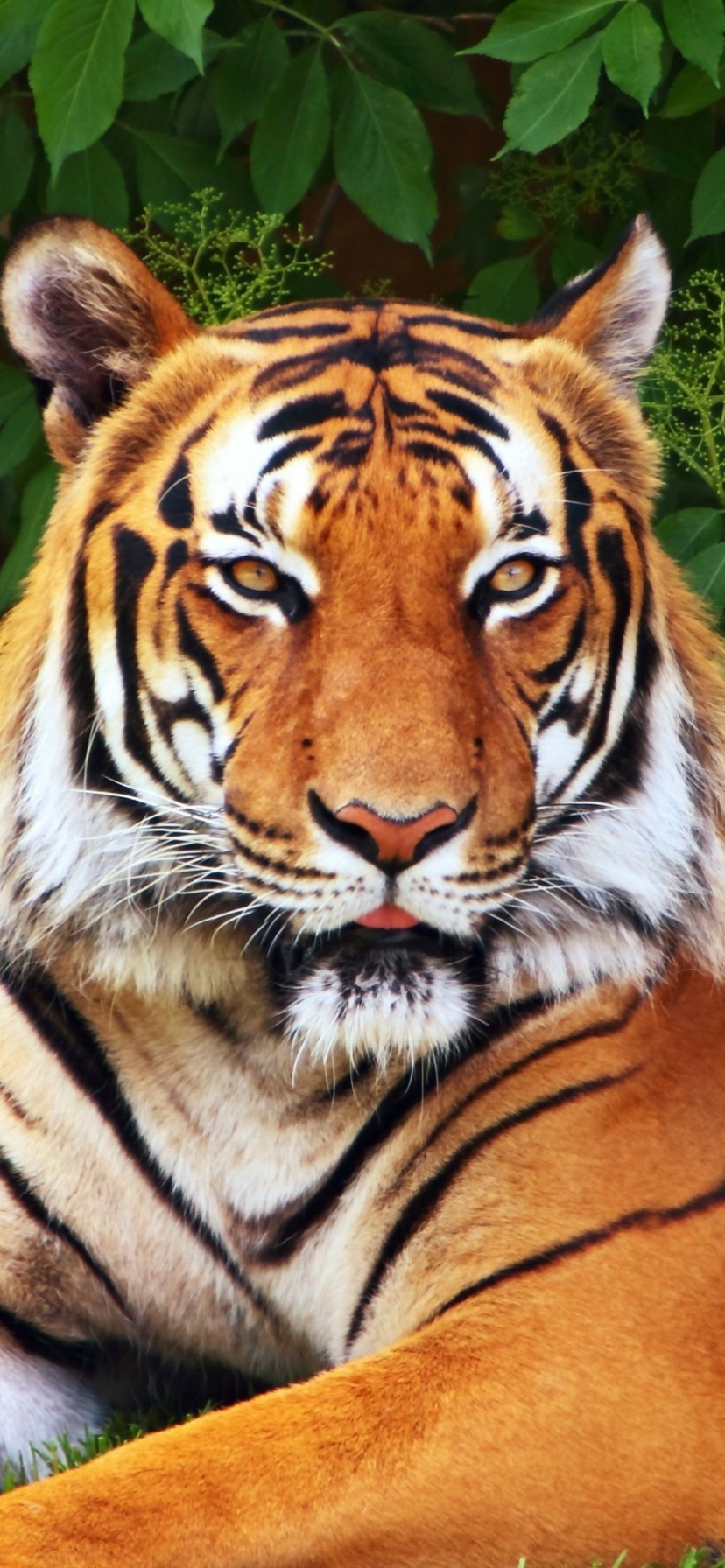 Download Animal Tiger Phone Wallpaper