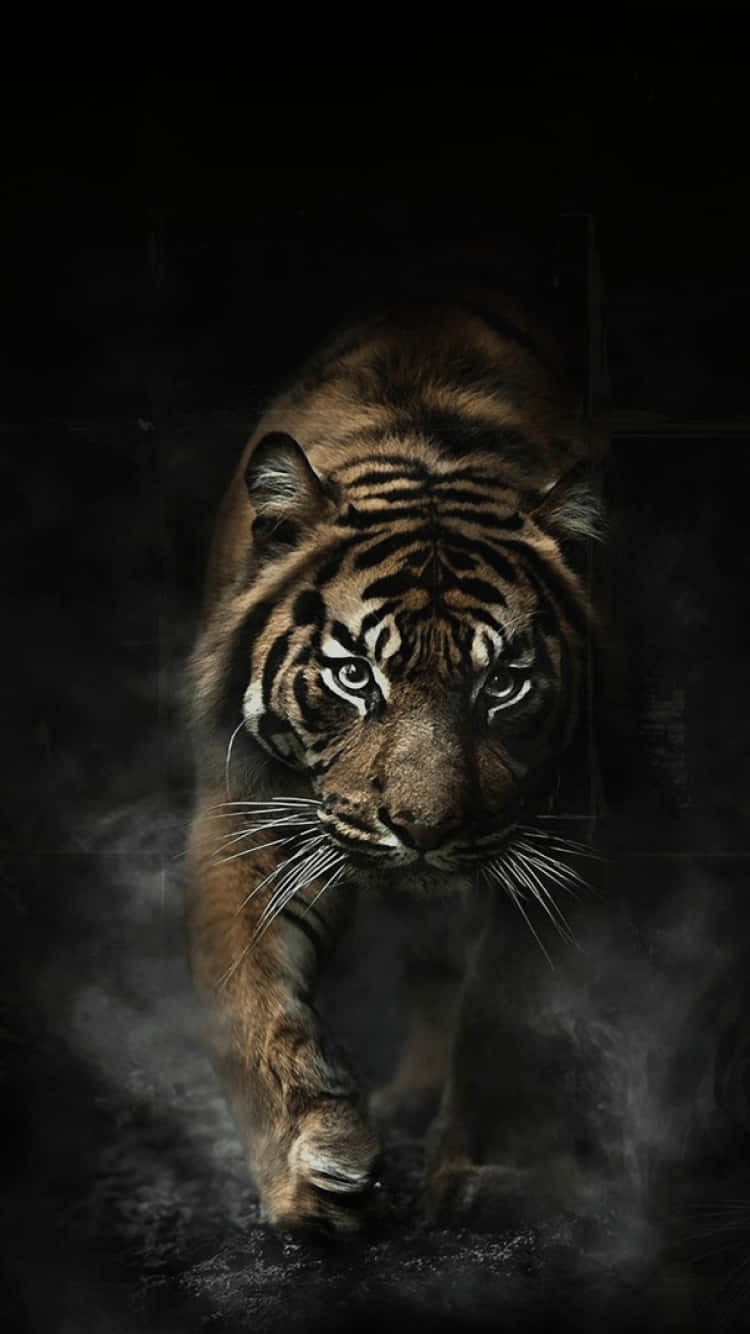 From Tiger Phone Wallpaper