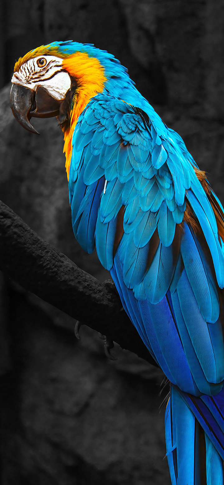 Beautiful Blue Macaw Parrot 4K Phone