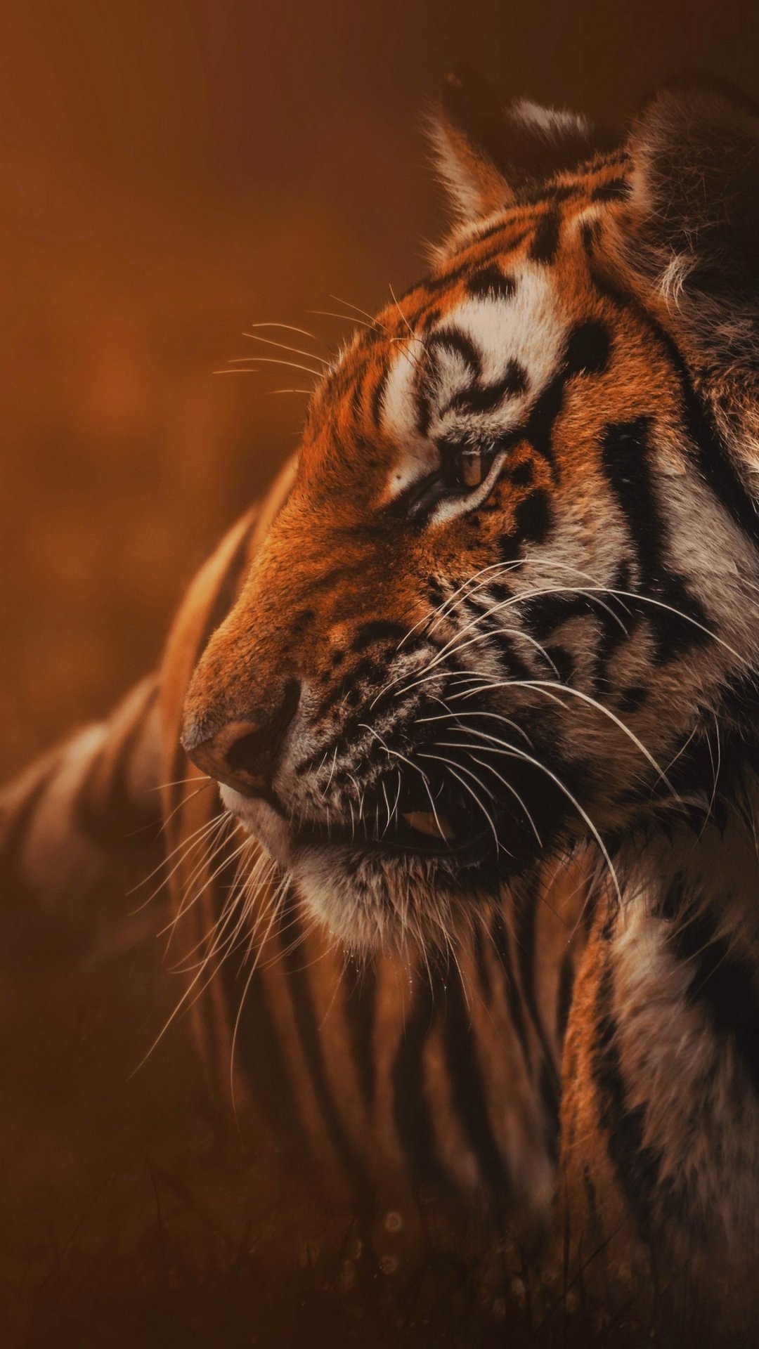 Download Animal Tiger Phone Wallpaper